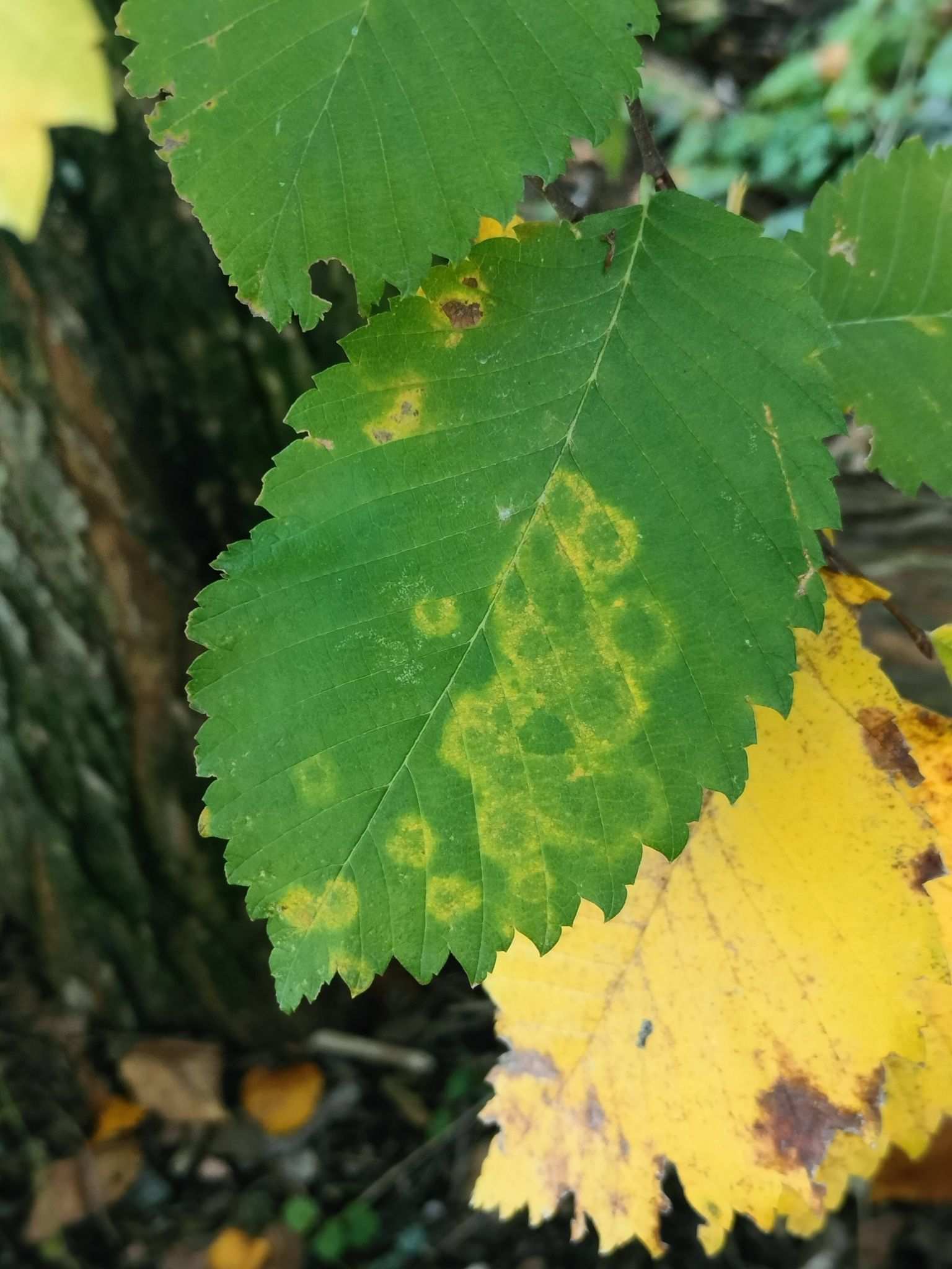 Elm mottle virus