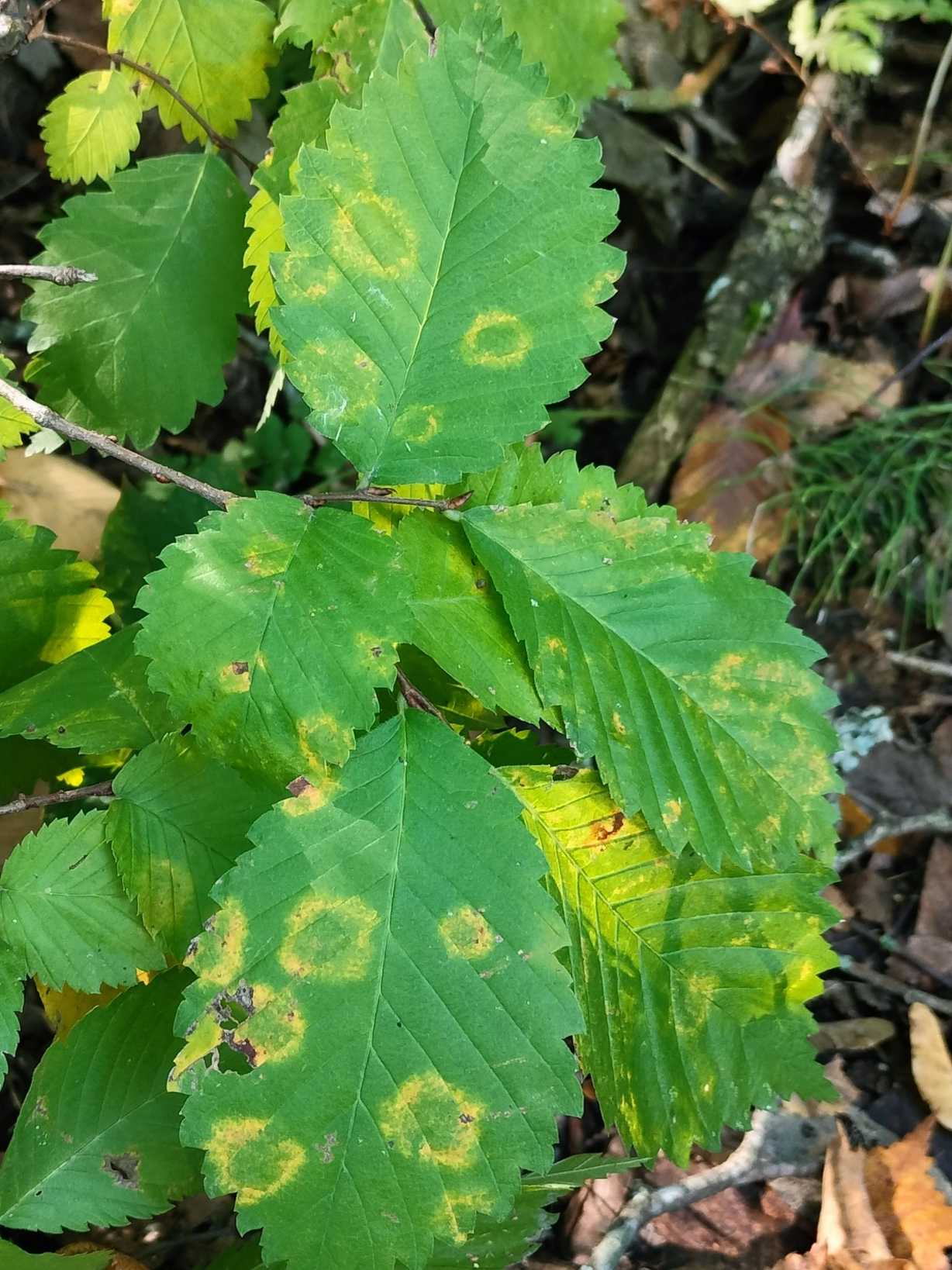 Elm mottle virus