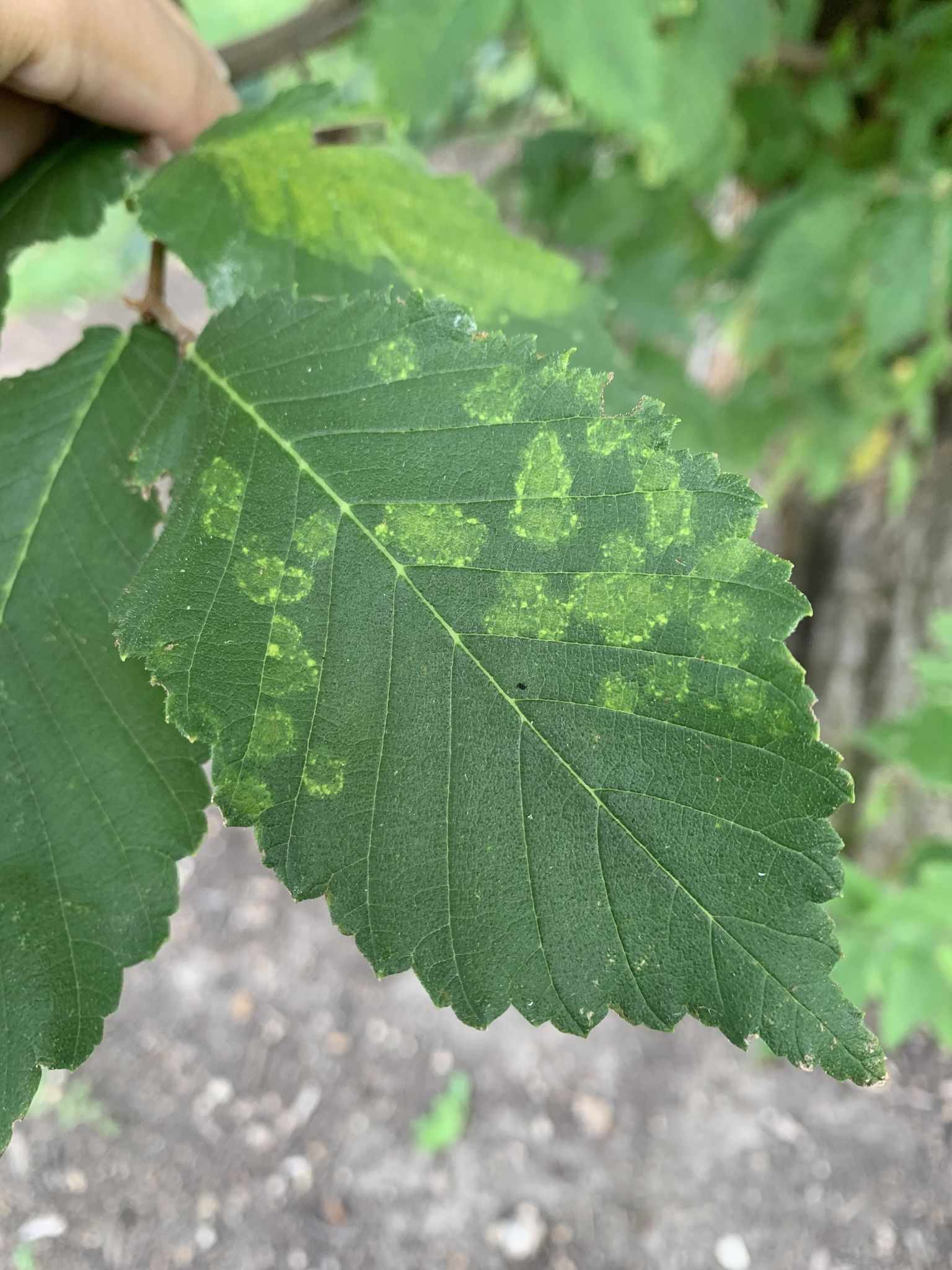 Elm mottle virus
