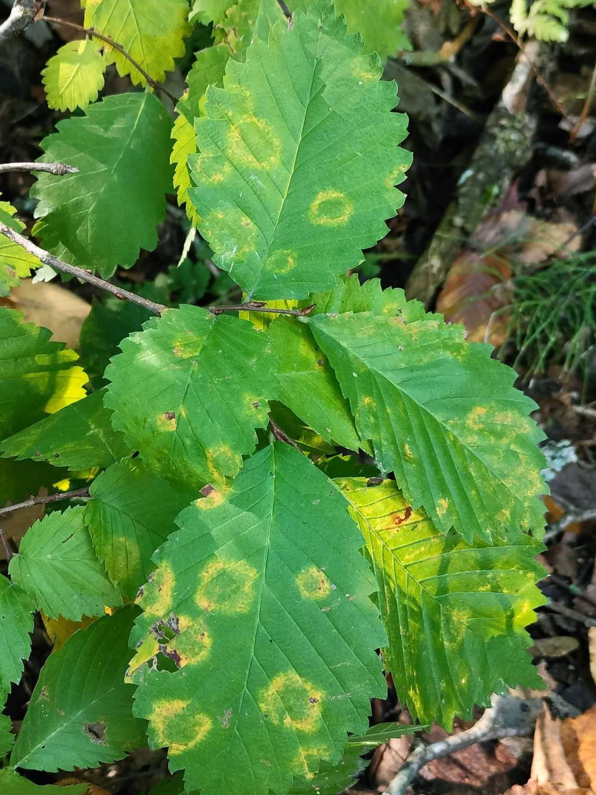 Elm mottle virus