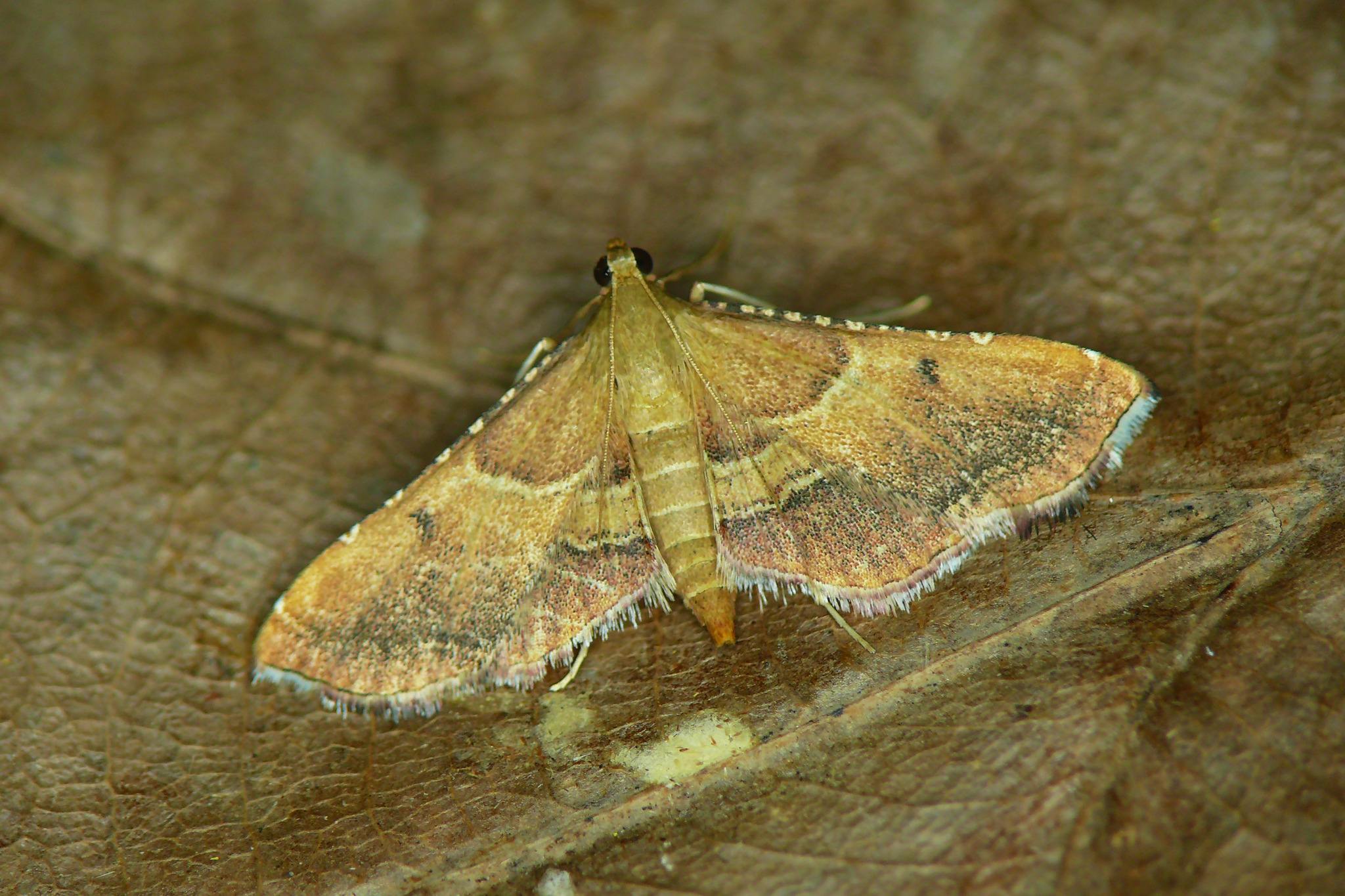 Endotricha