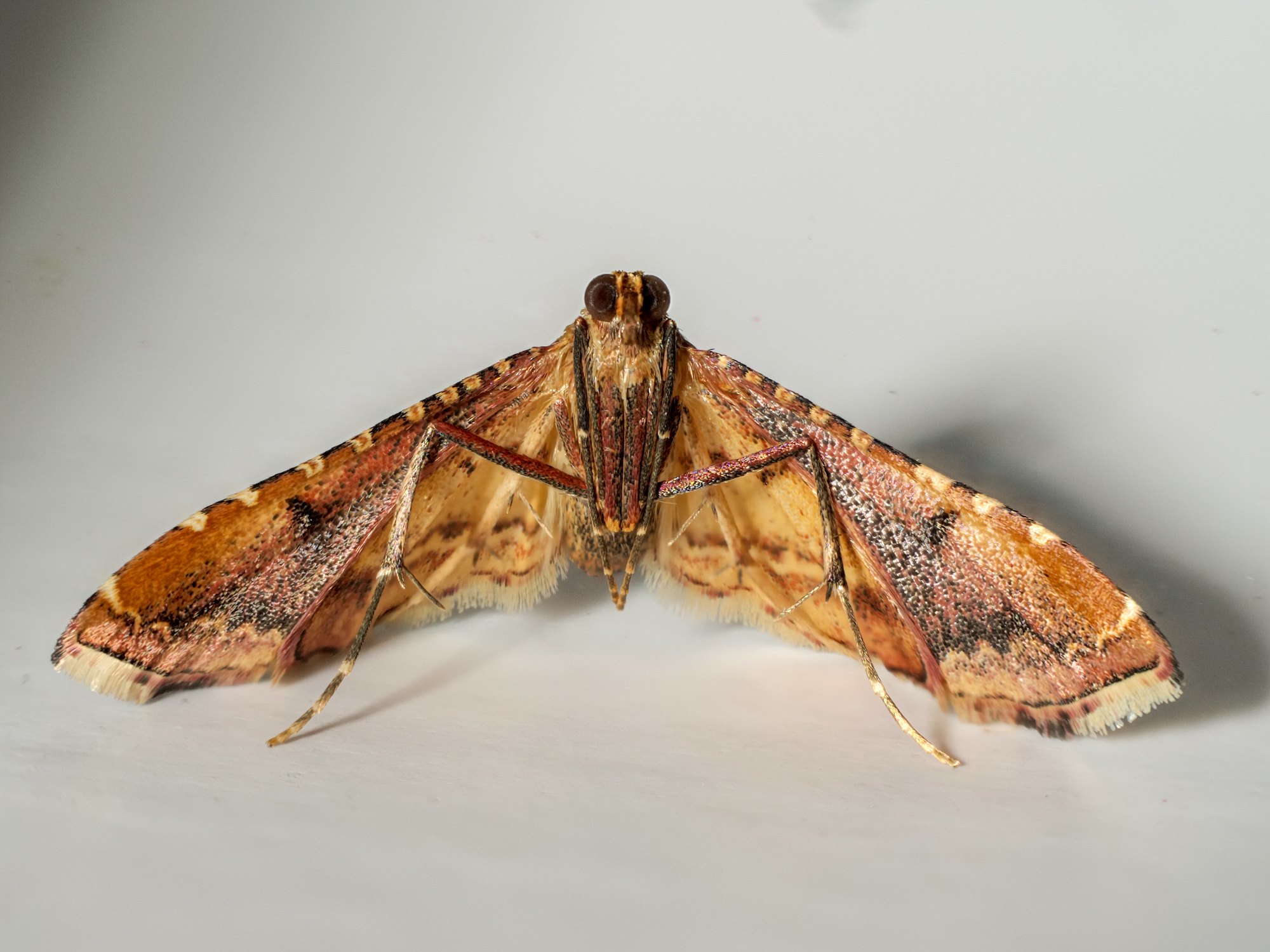Endotricha