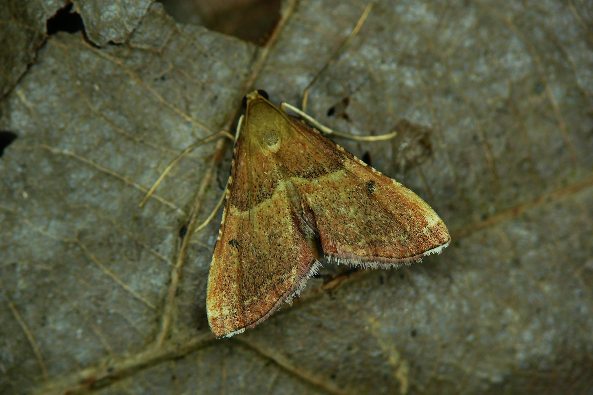 Endotricha