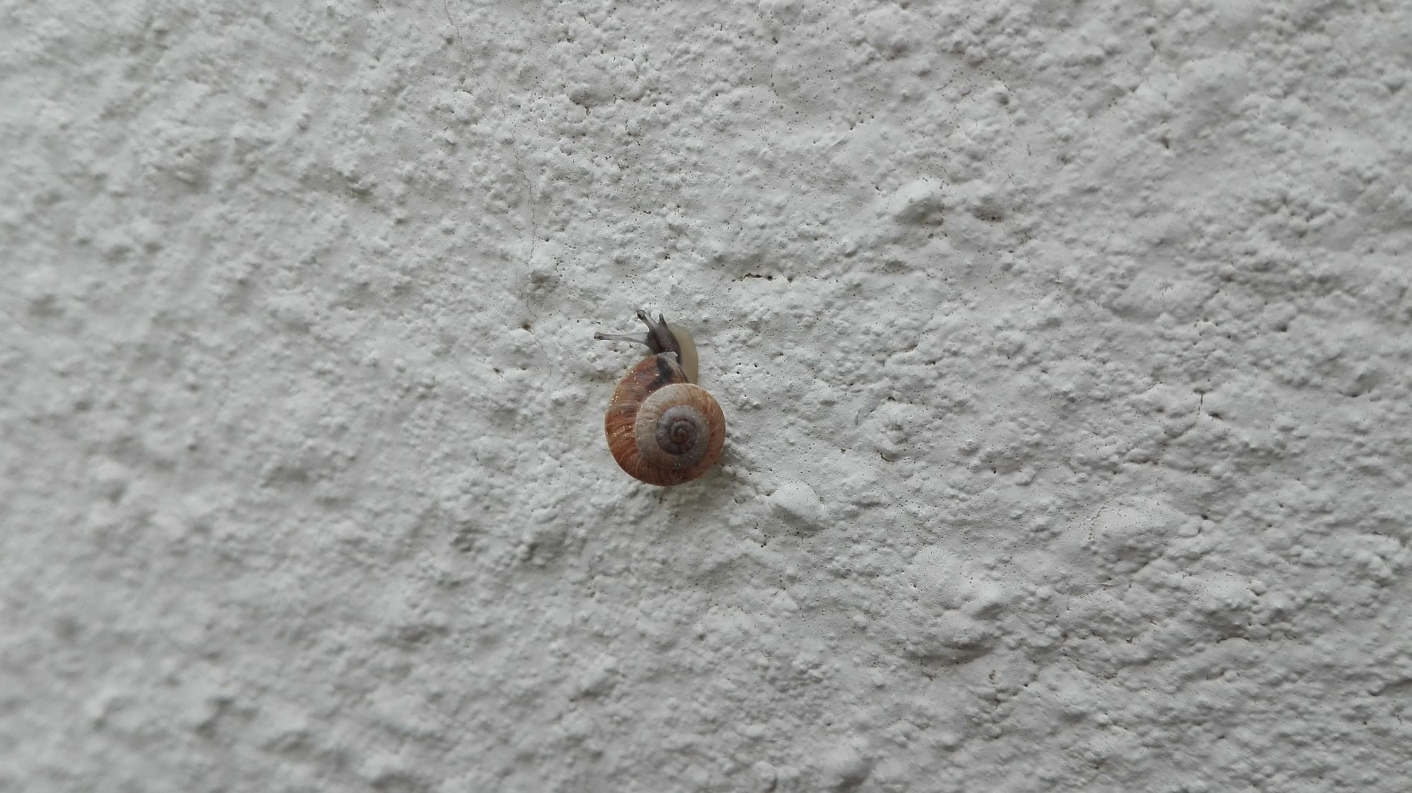 Xerocrassa cretica