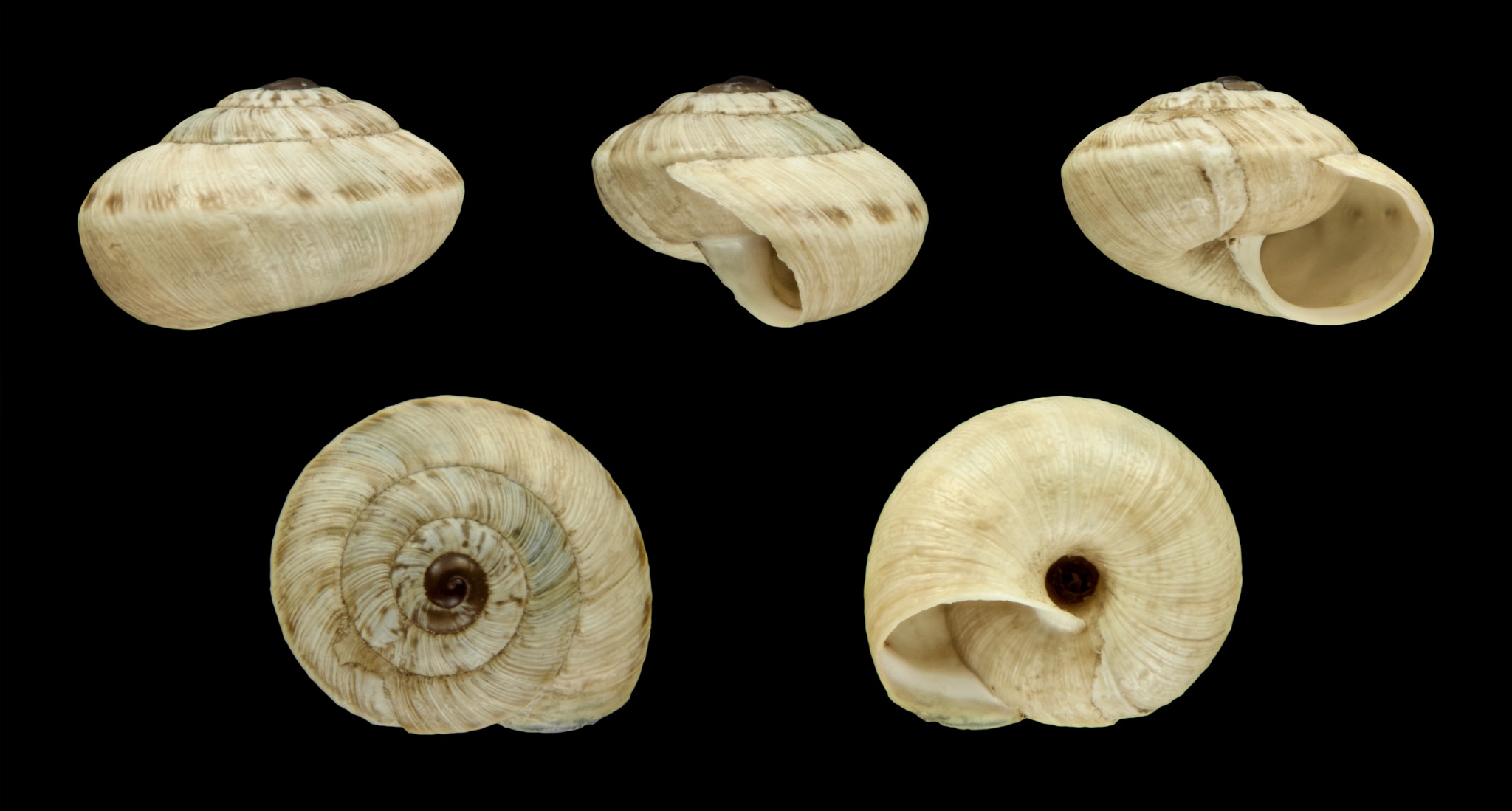 Xerocrassa cretica