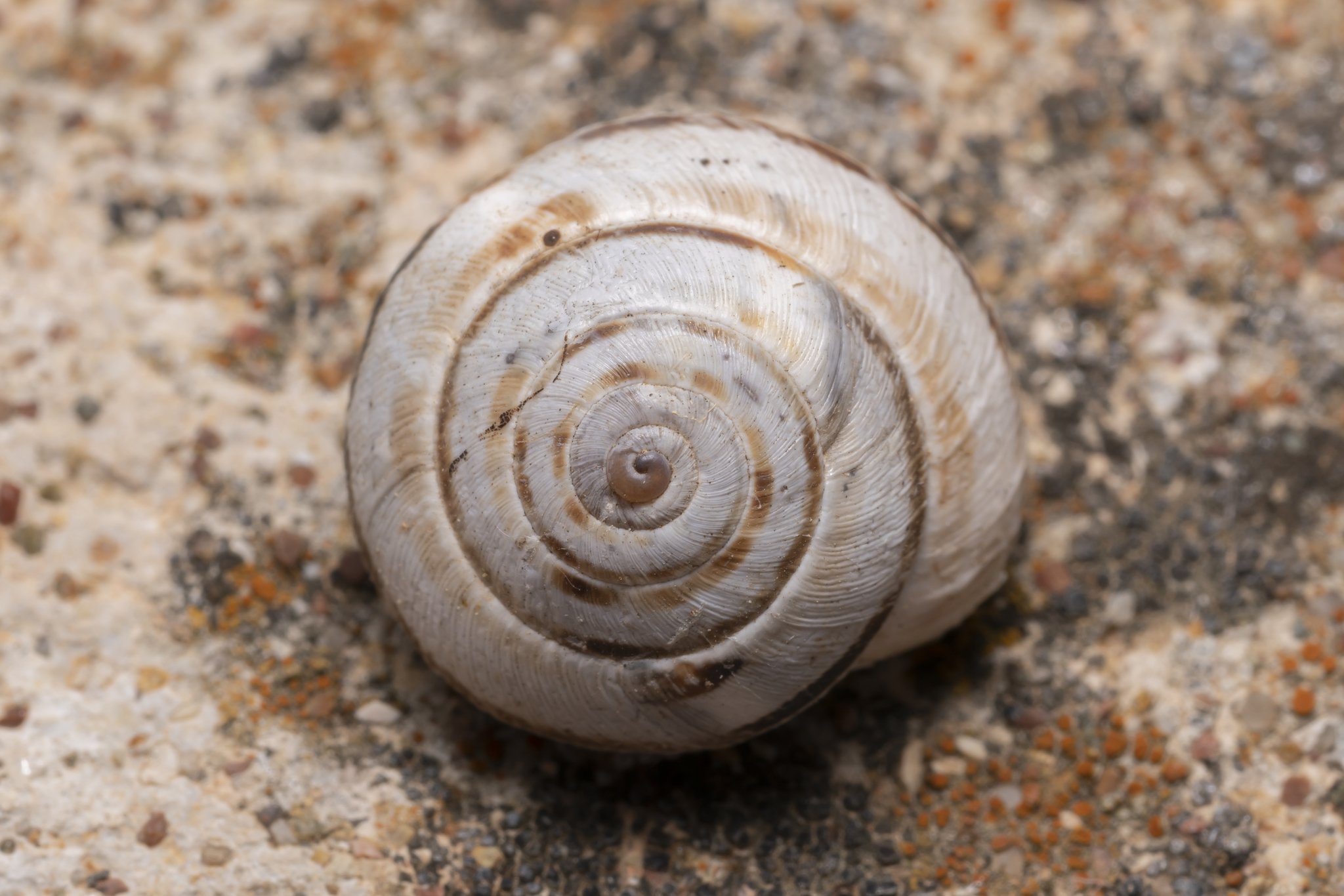 Xerocrassa cretica