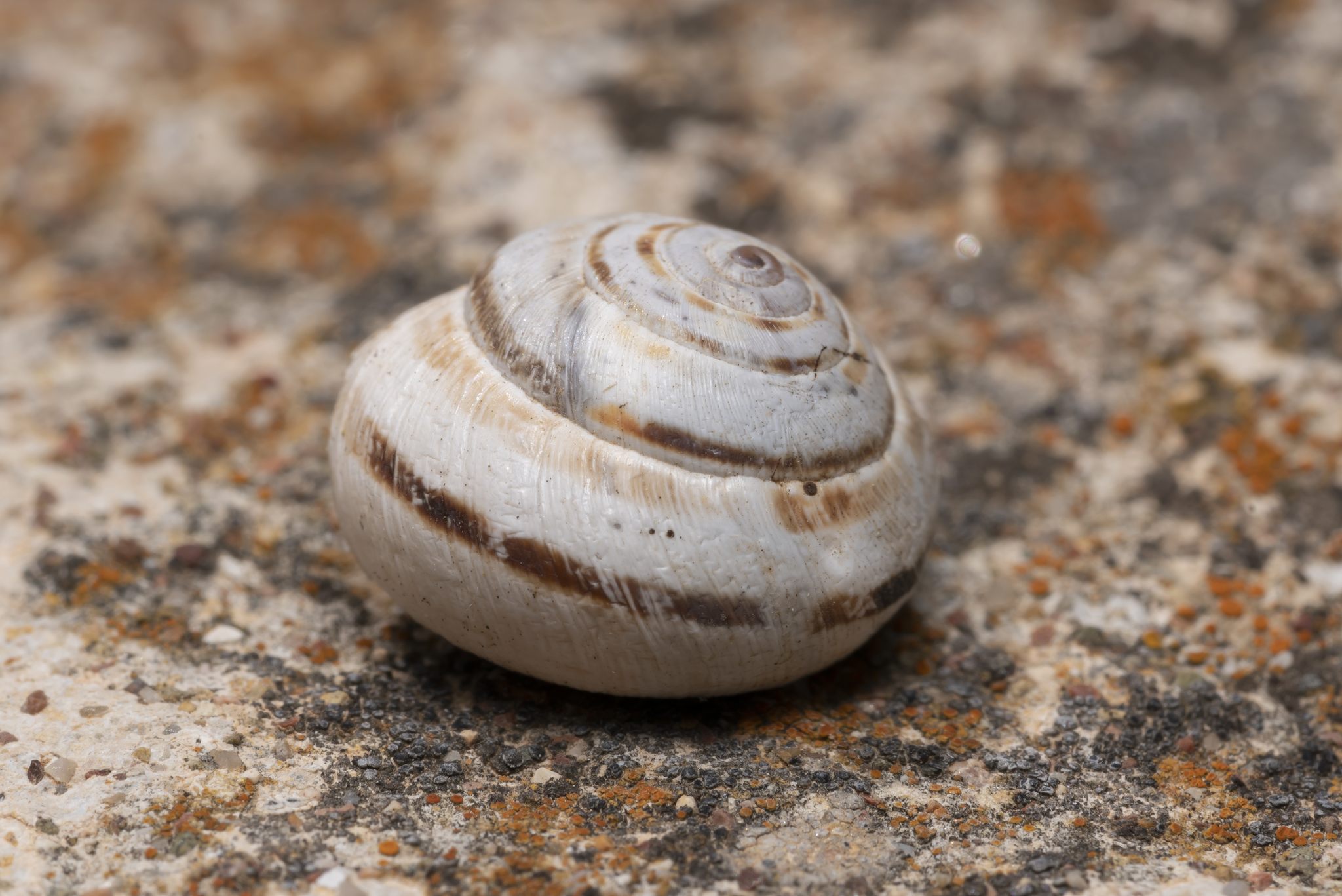 Xerocrassa cretica