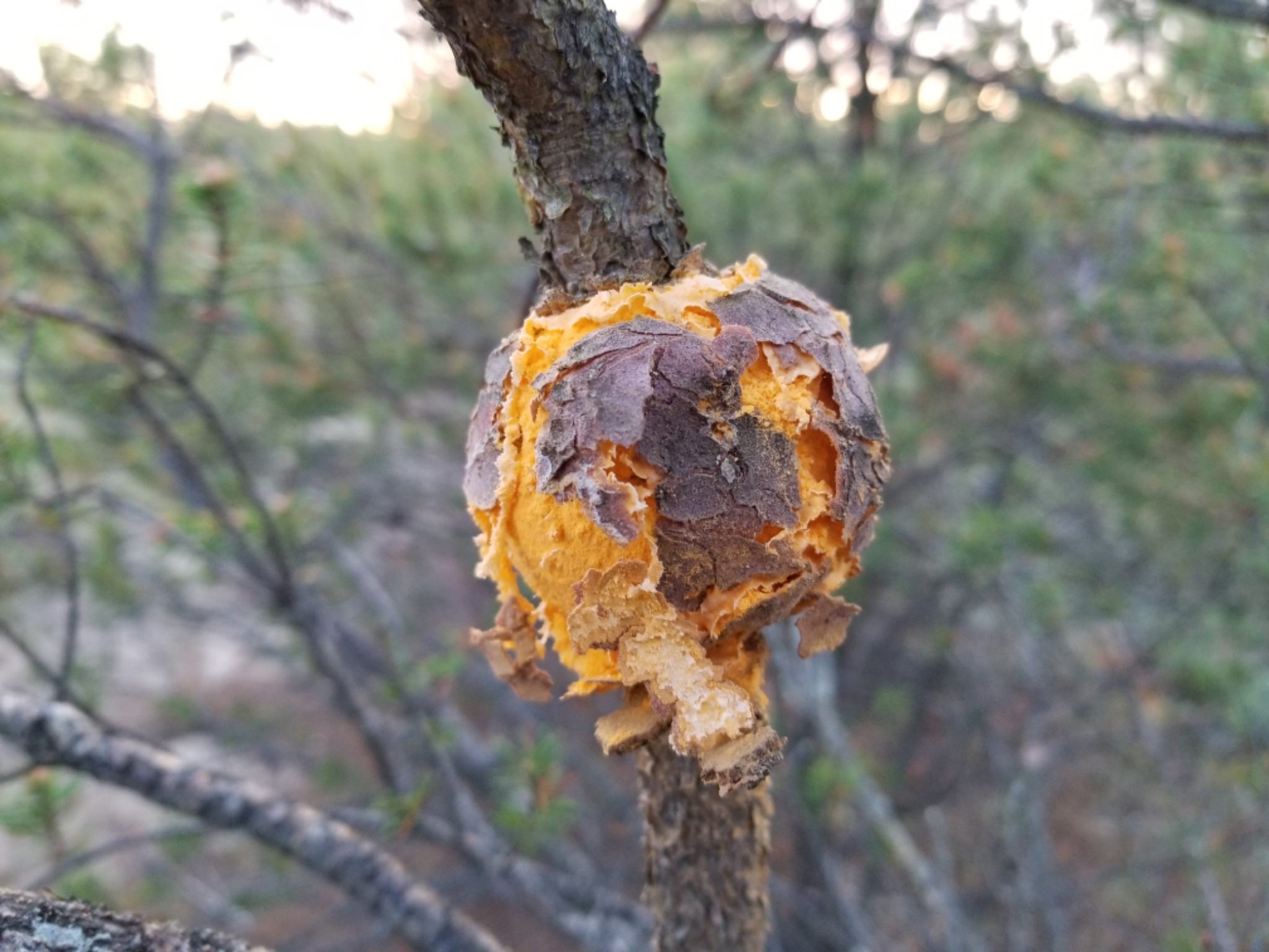 Endocronartium harknessii