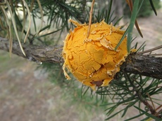 Endocronartium harknessii