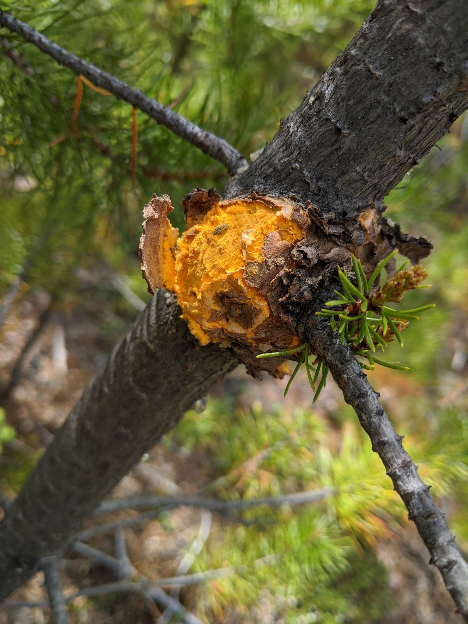 Endocronartium harknessii