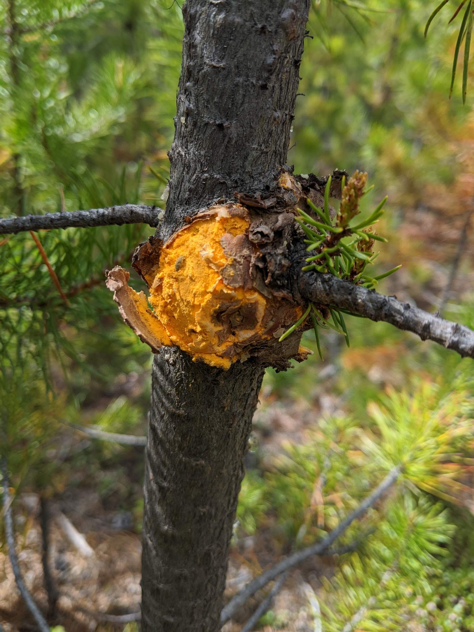Endocronartium harknessii