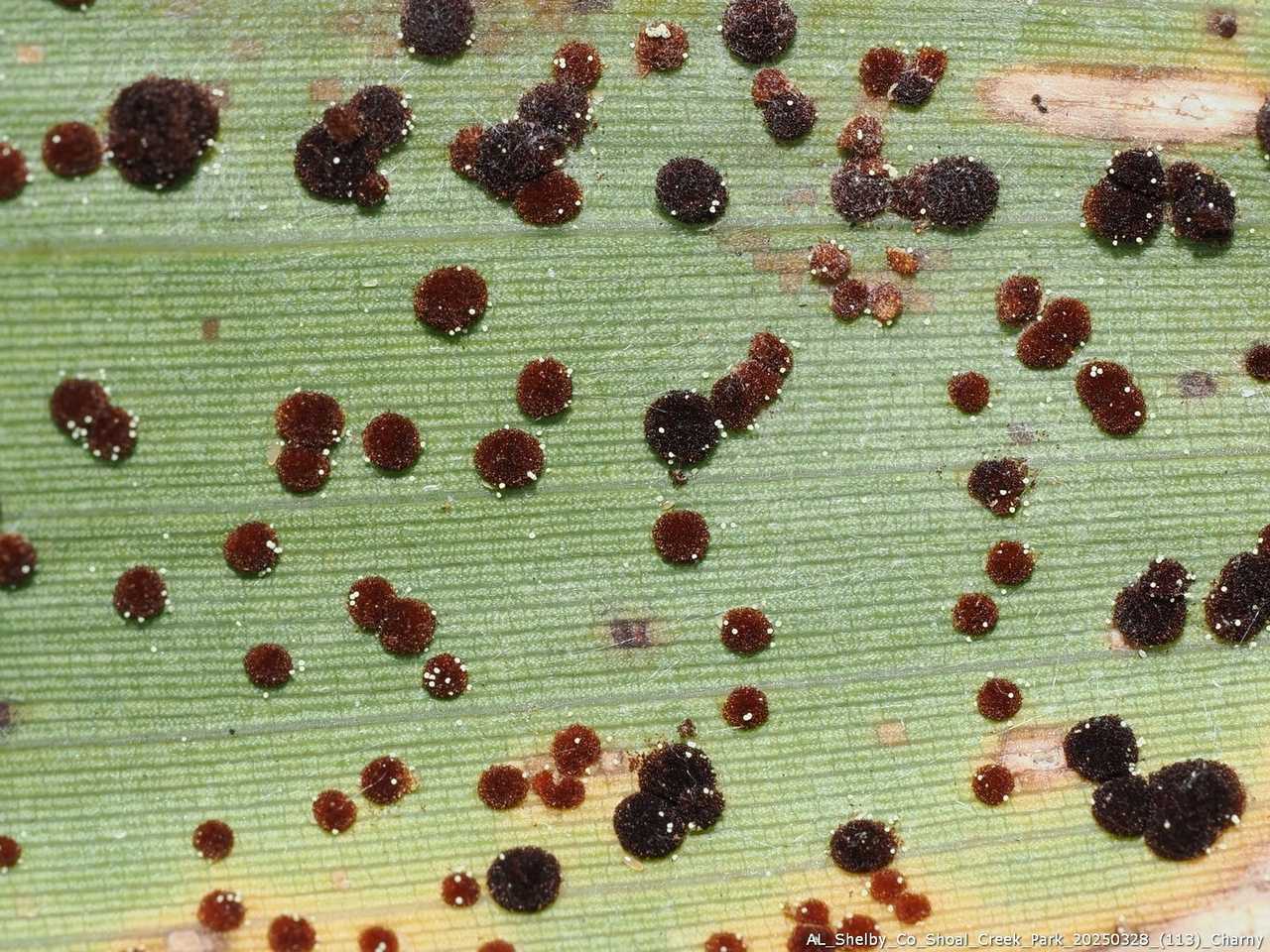 Puccinia arundinariae