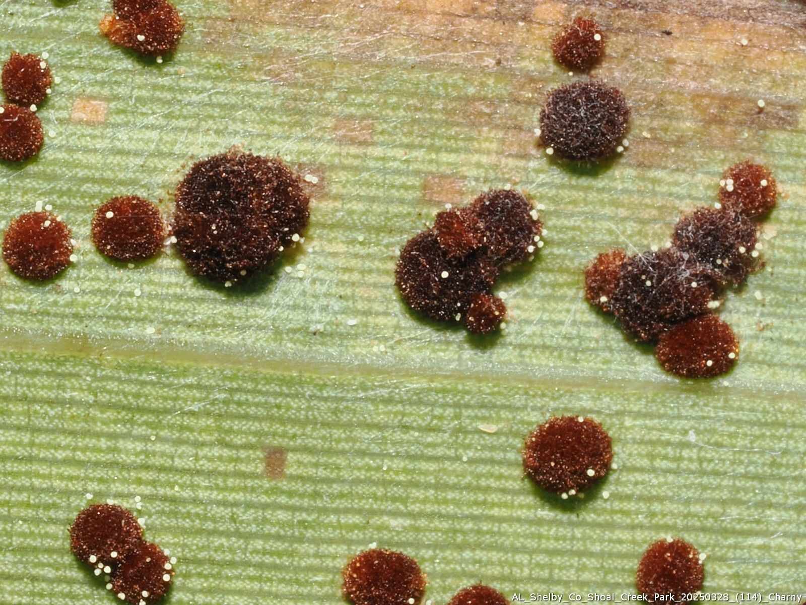 Puccinia arundinariae