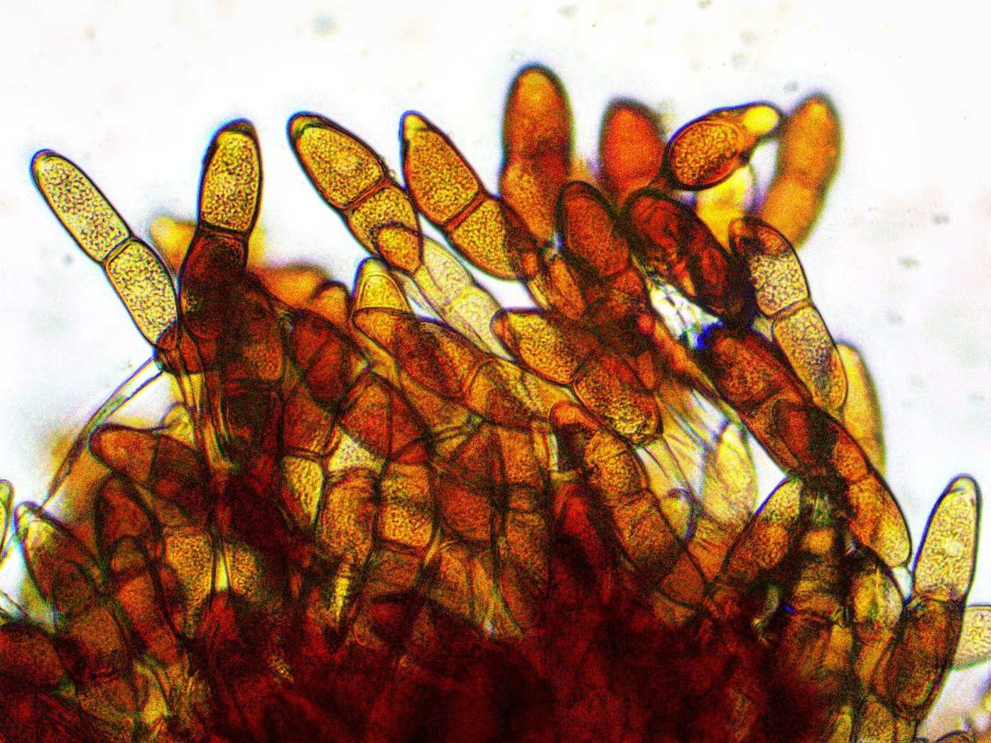 Puccinia arundinariae