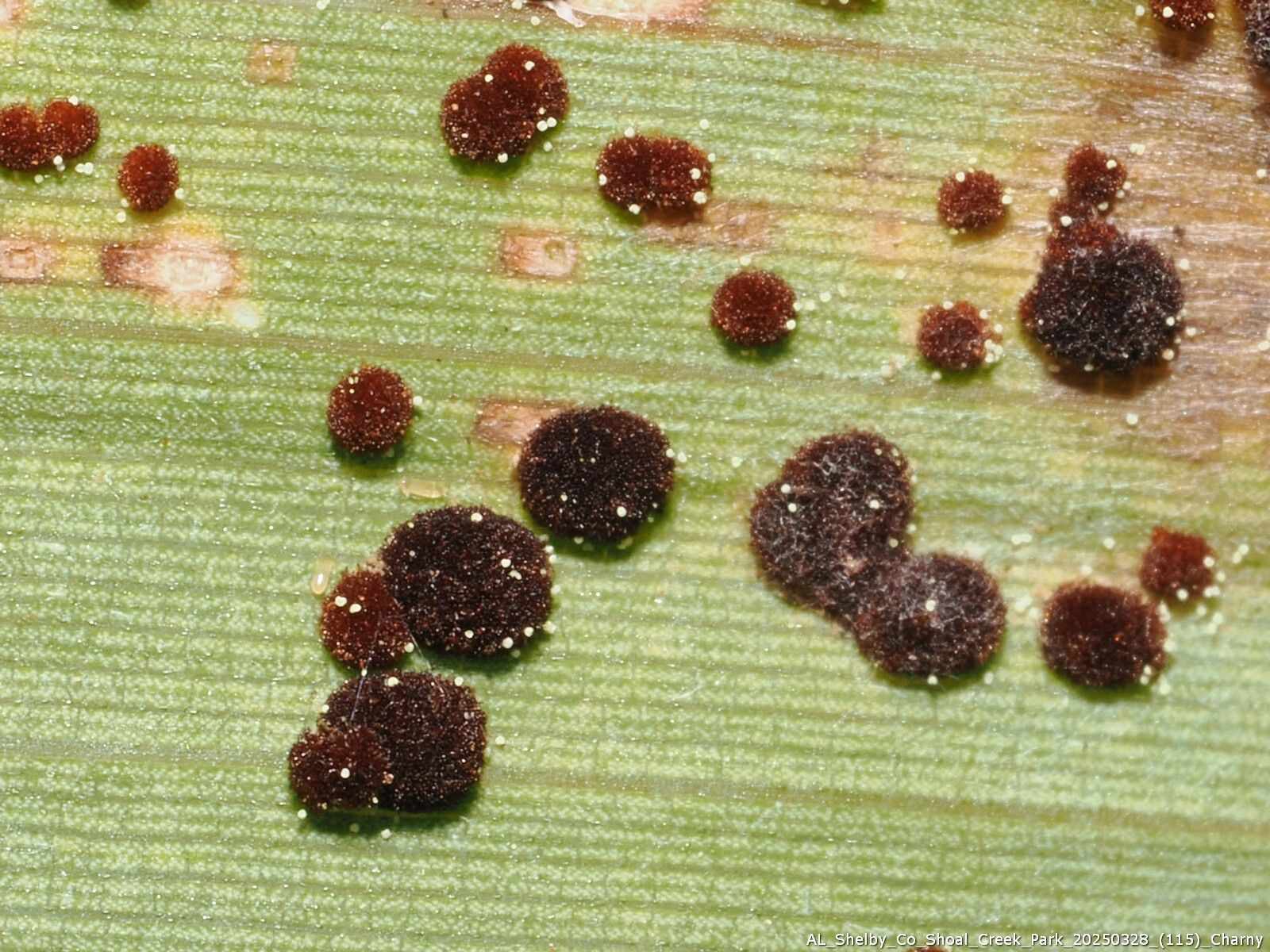 Puccinia arundinariae