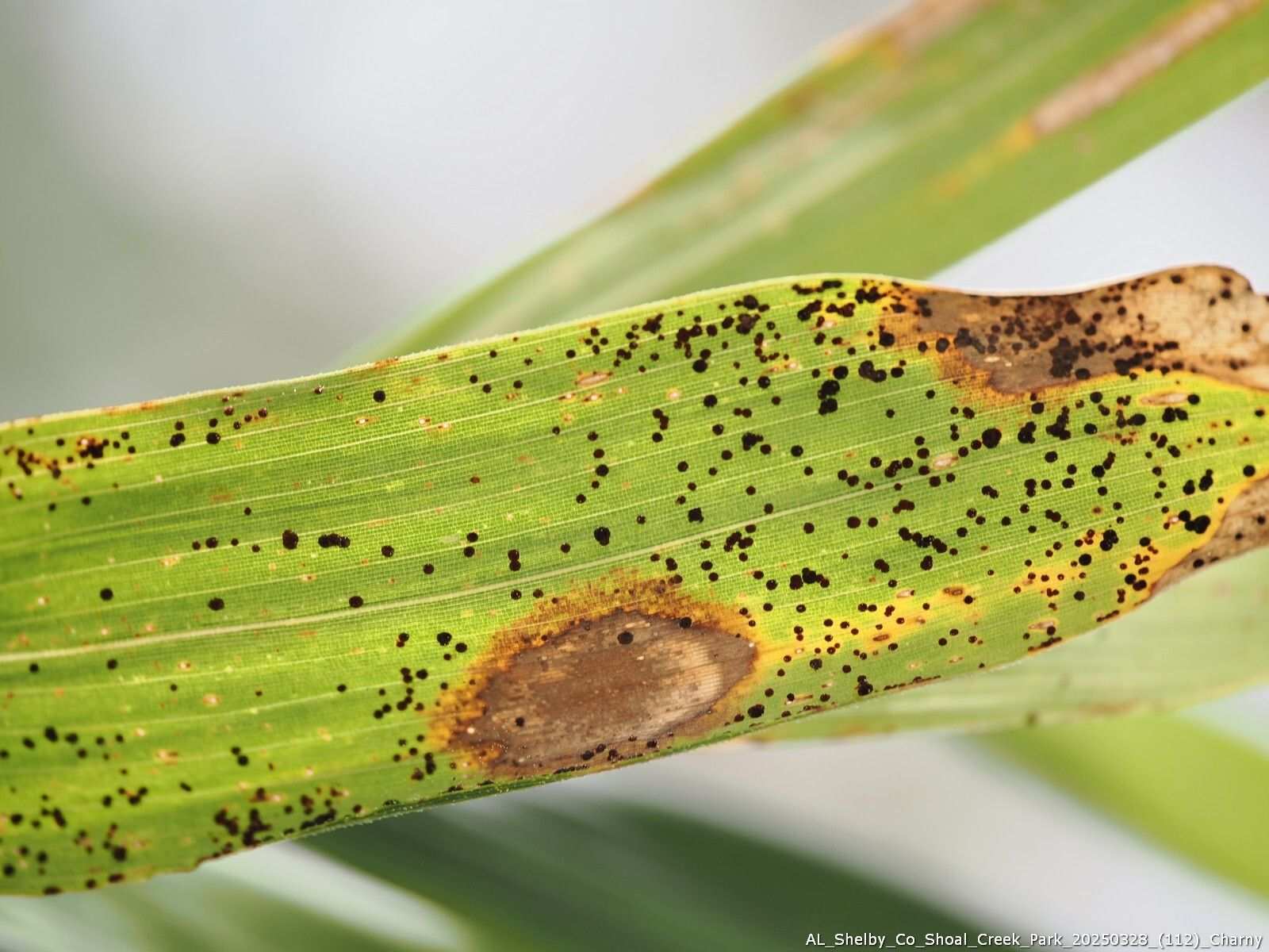 Puccinia arundinariae