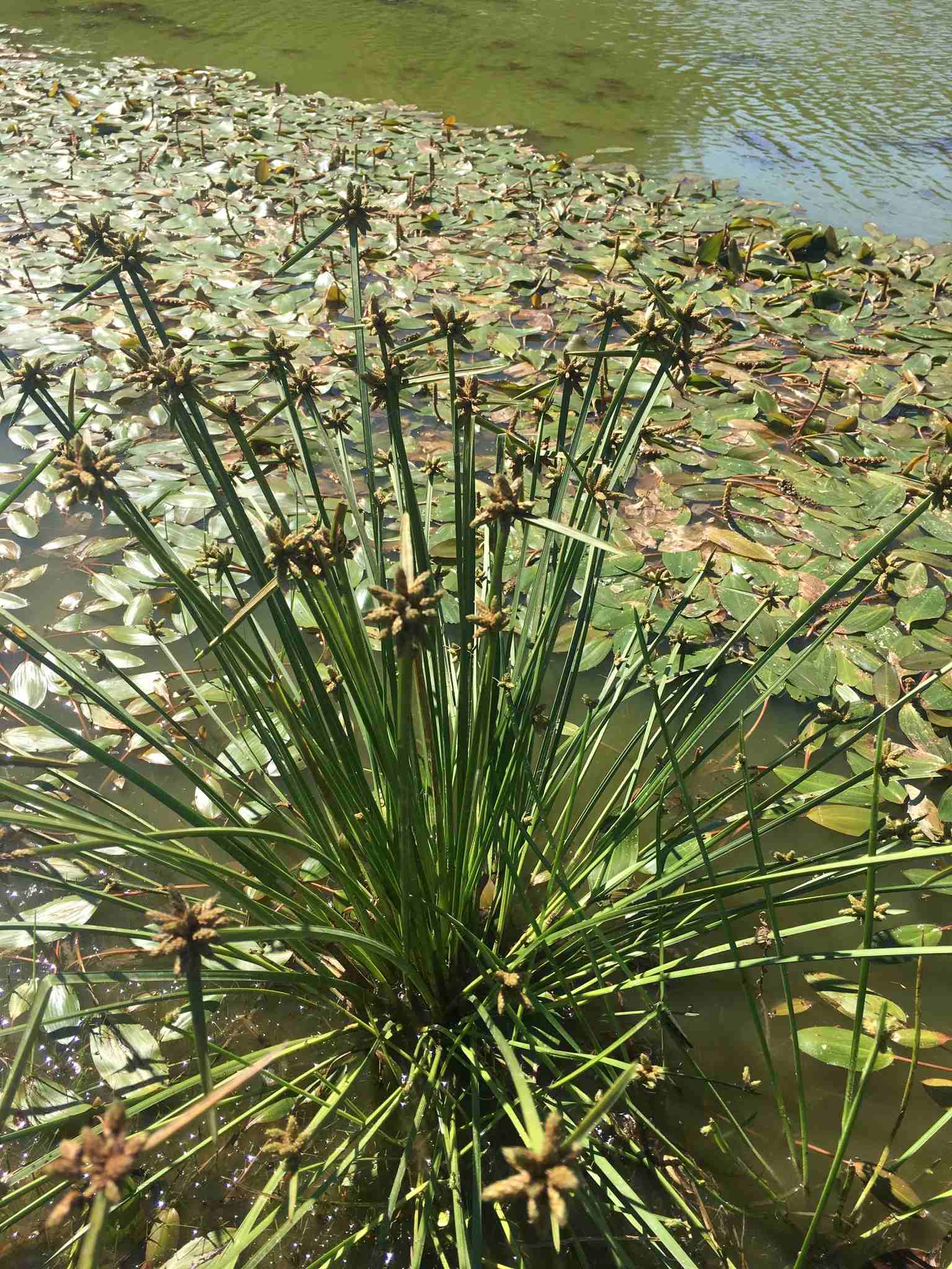 Schoenoplectiella mucronata