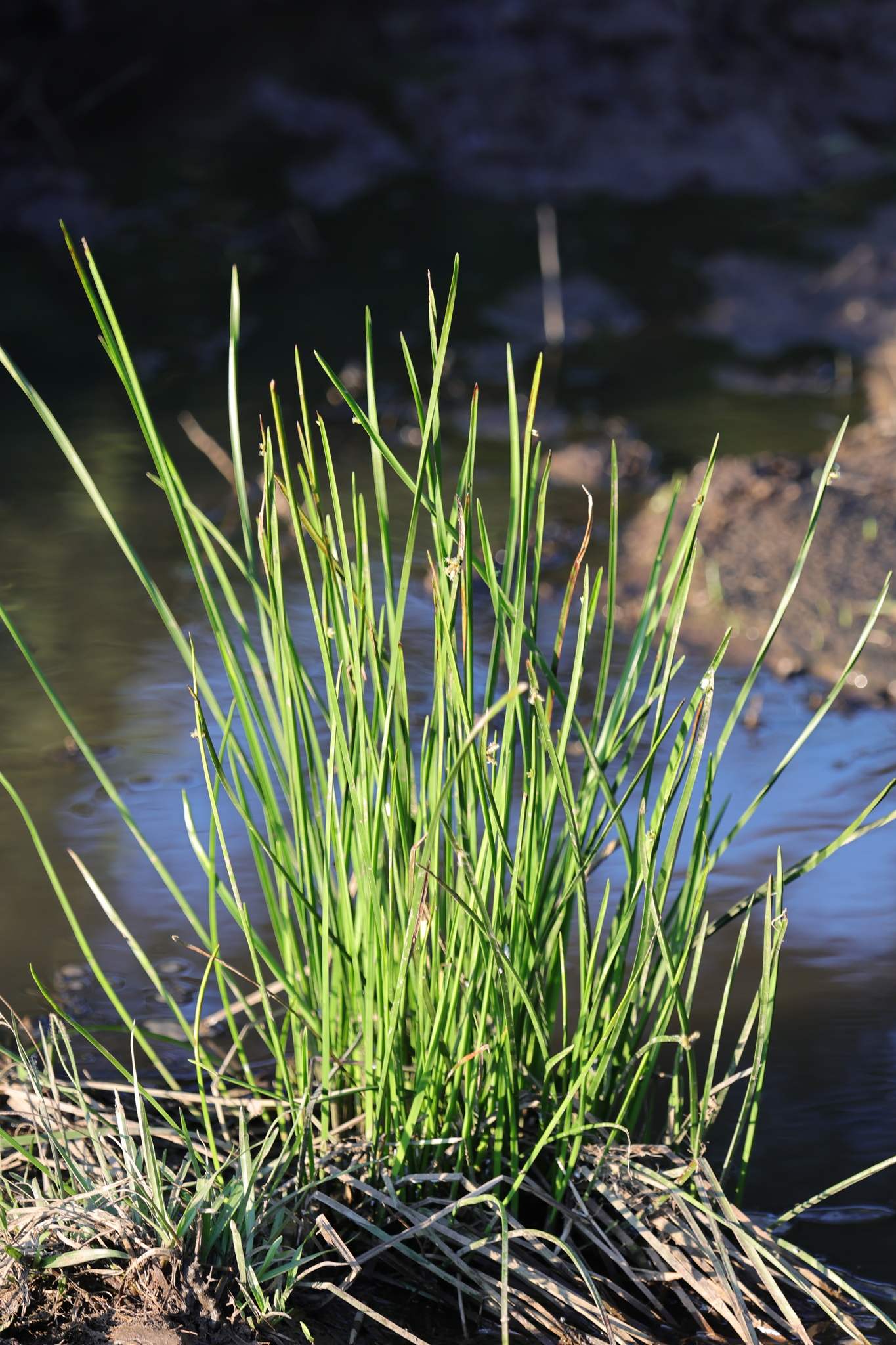 Schoenoplectiella mucronata