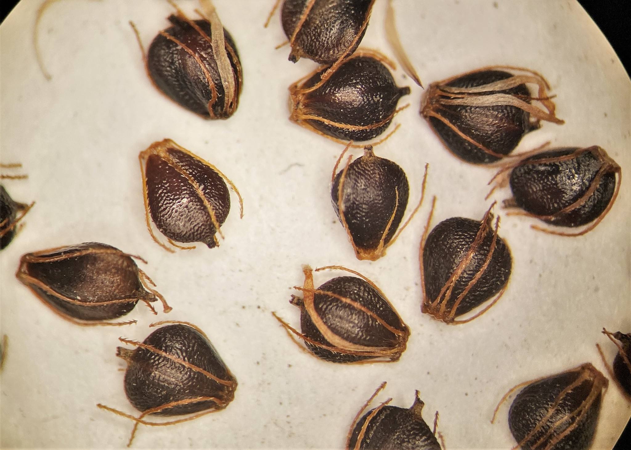 Schoenoplectiella mucronata