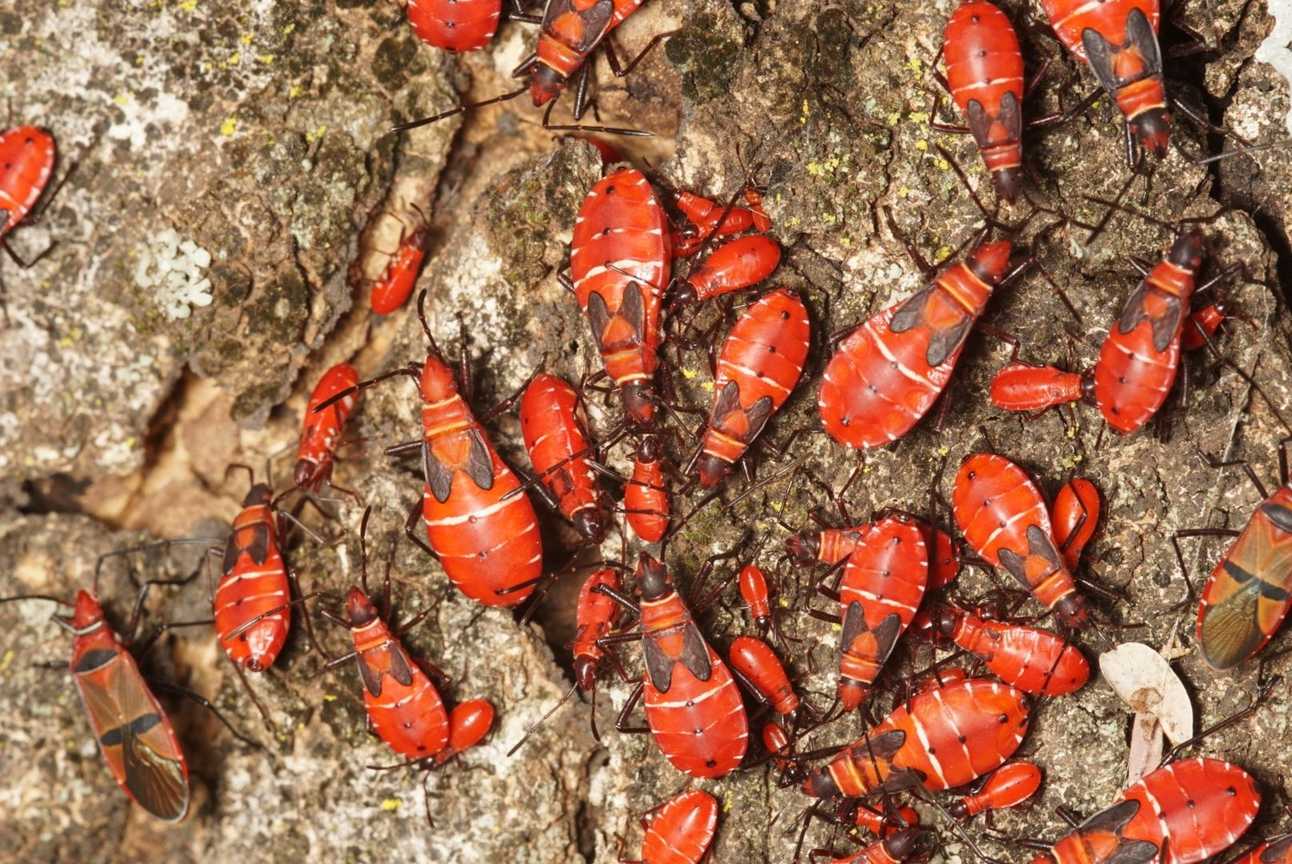 Dysdercus fasciatus