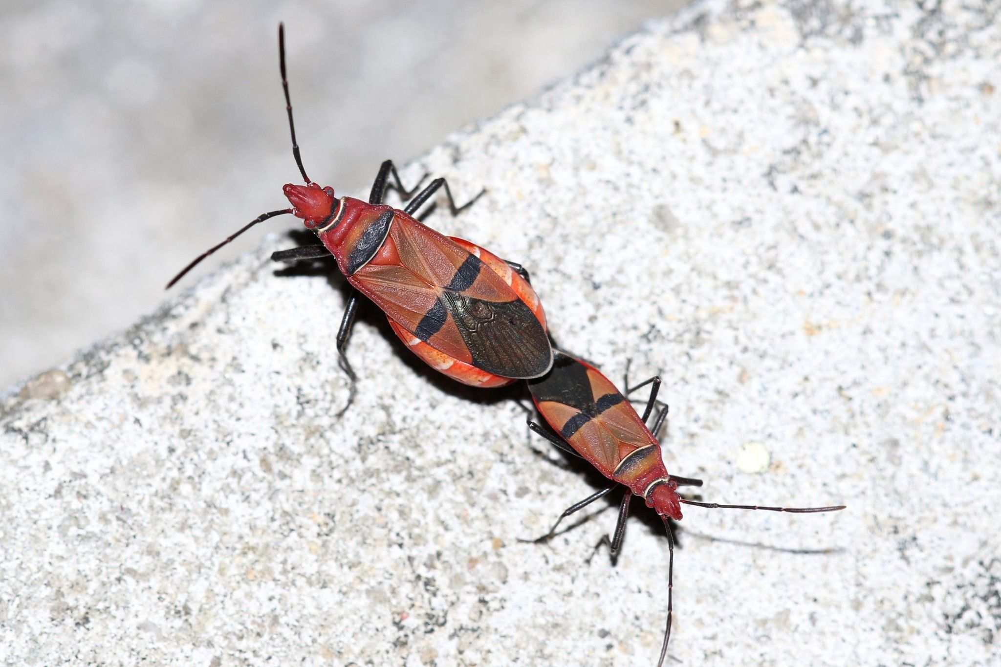 Dysdercus fasciatus