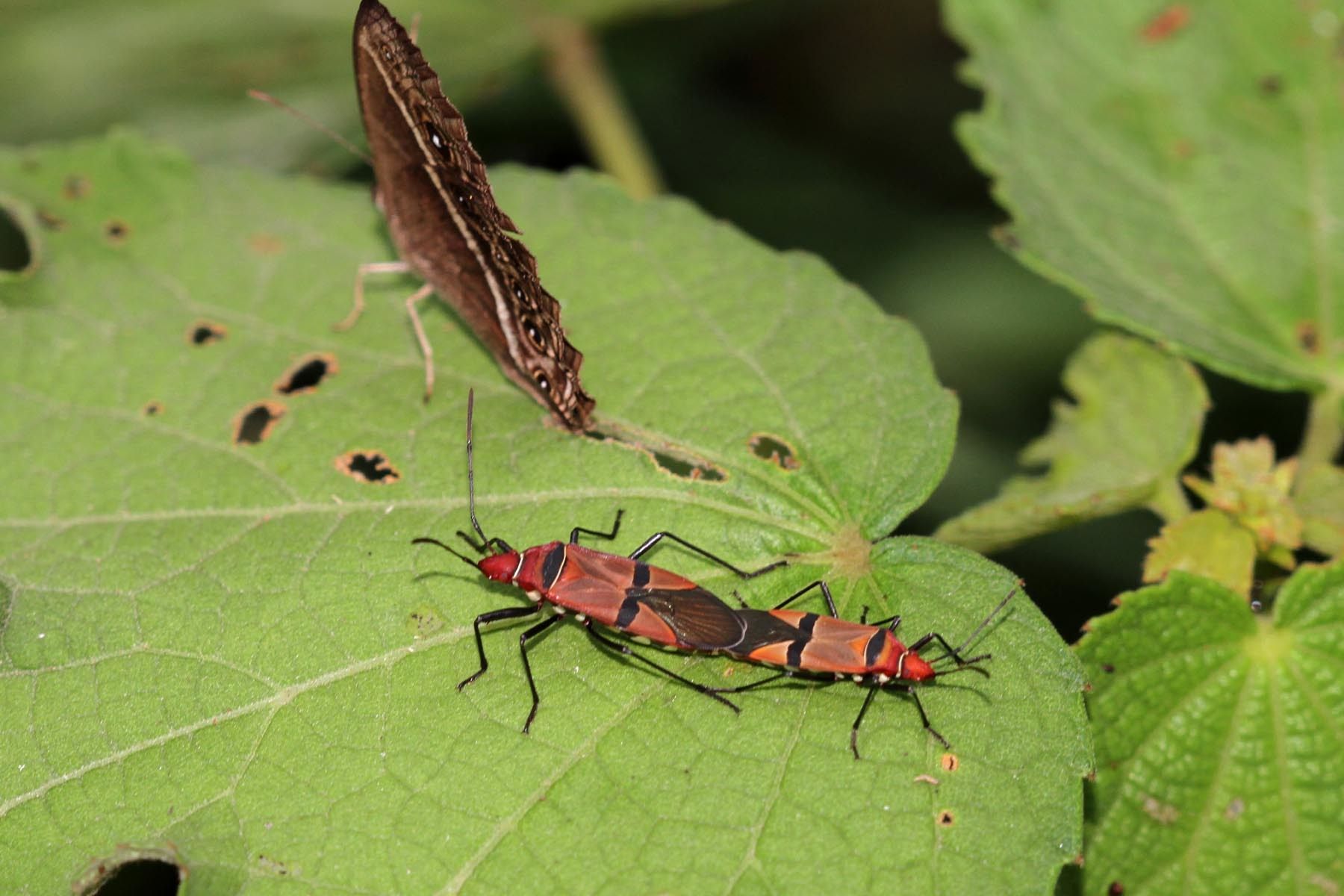 Dysdercus fasciatus