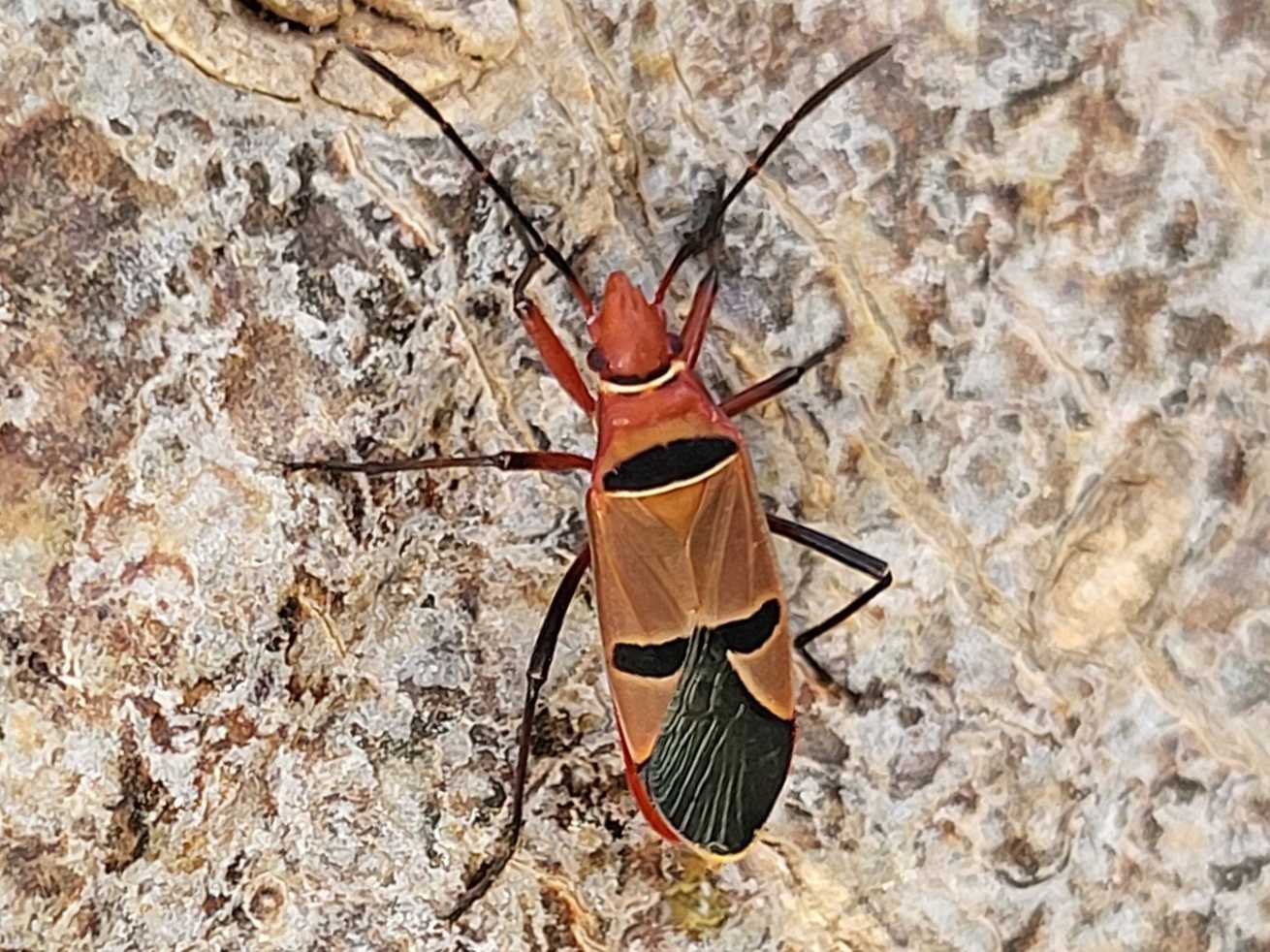 Dysdercus fasciatus