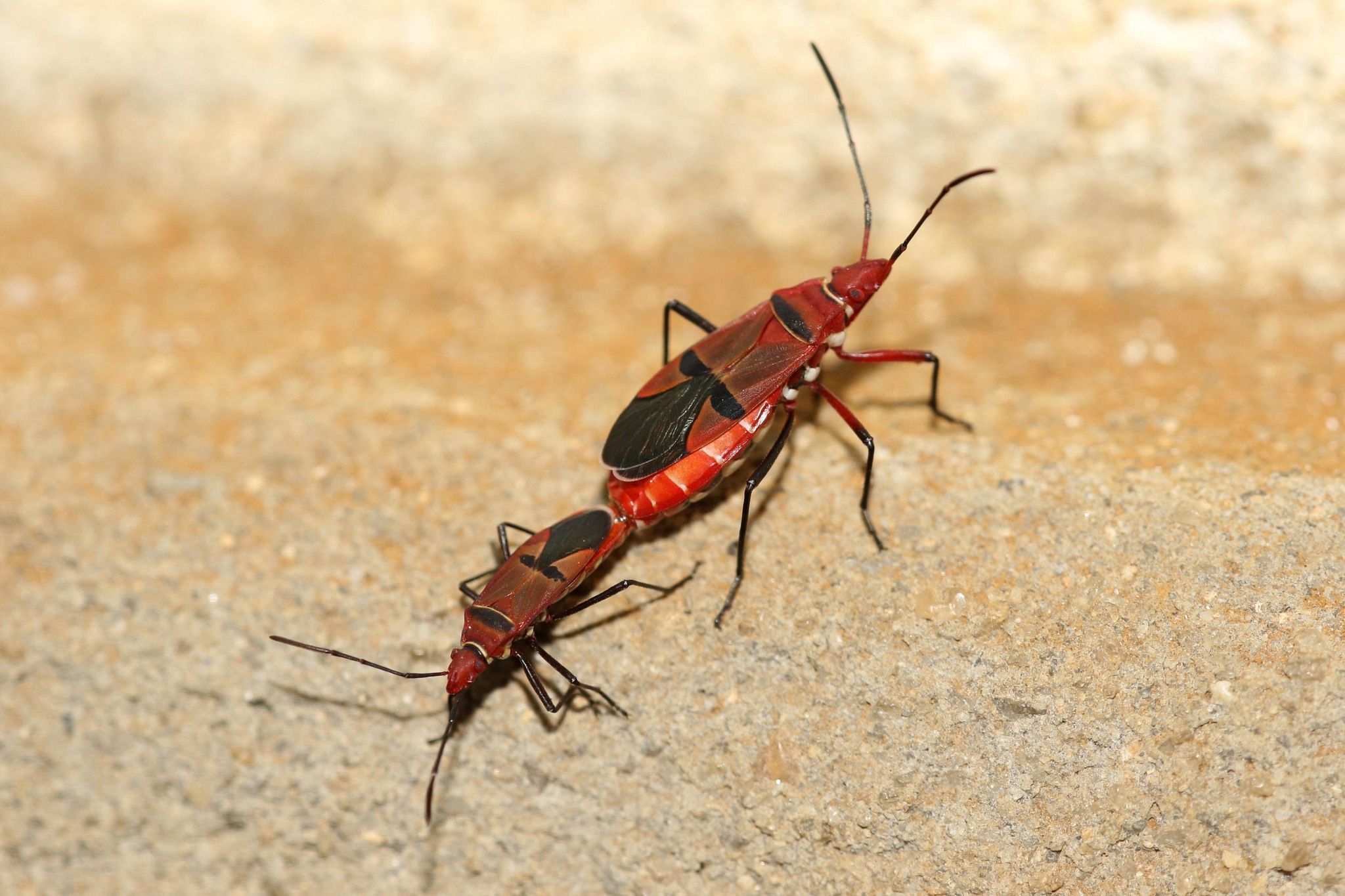Dysdercus fasciatus