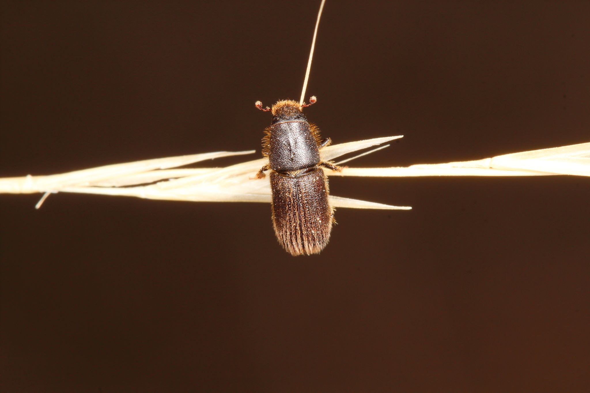 Hylurgus ligniperda