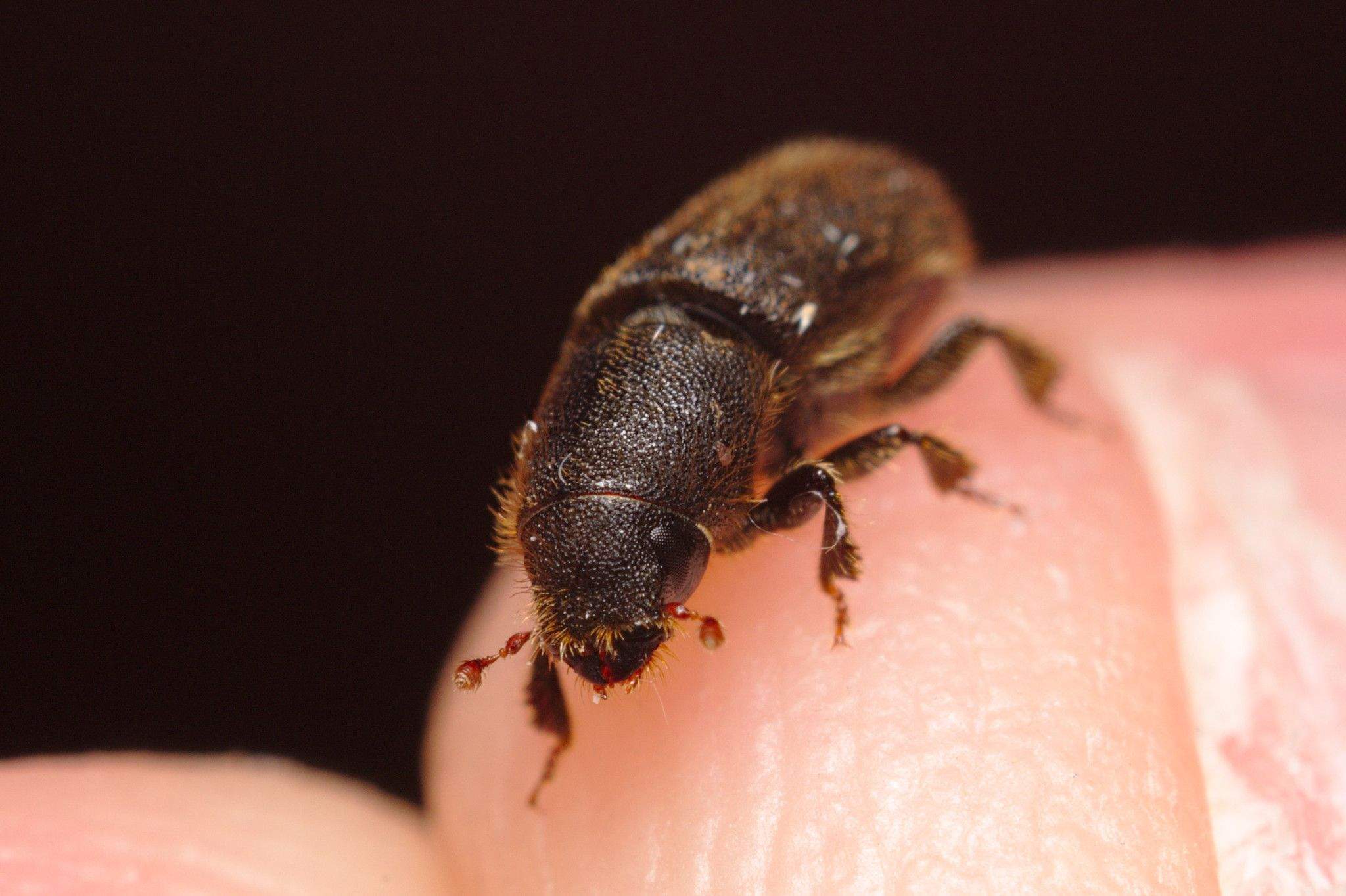 Hylurgus ligniperda