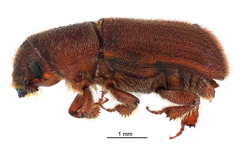 Hylurgus ligniperda