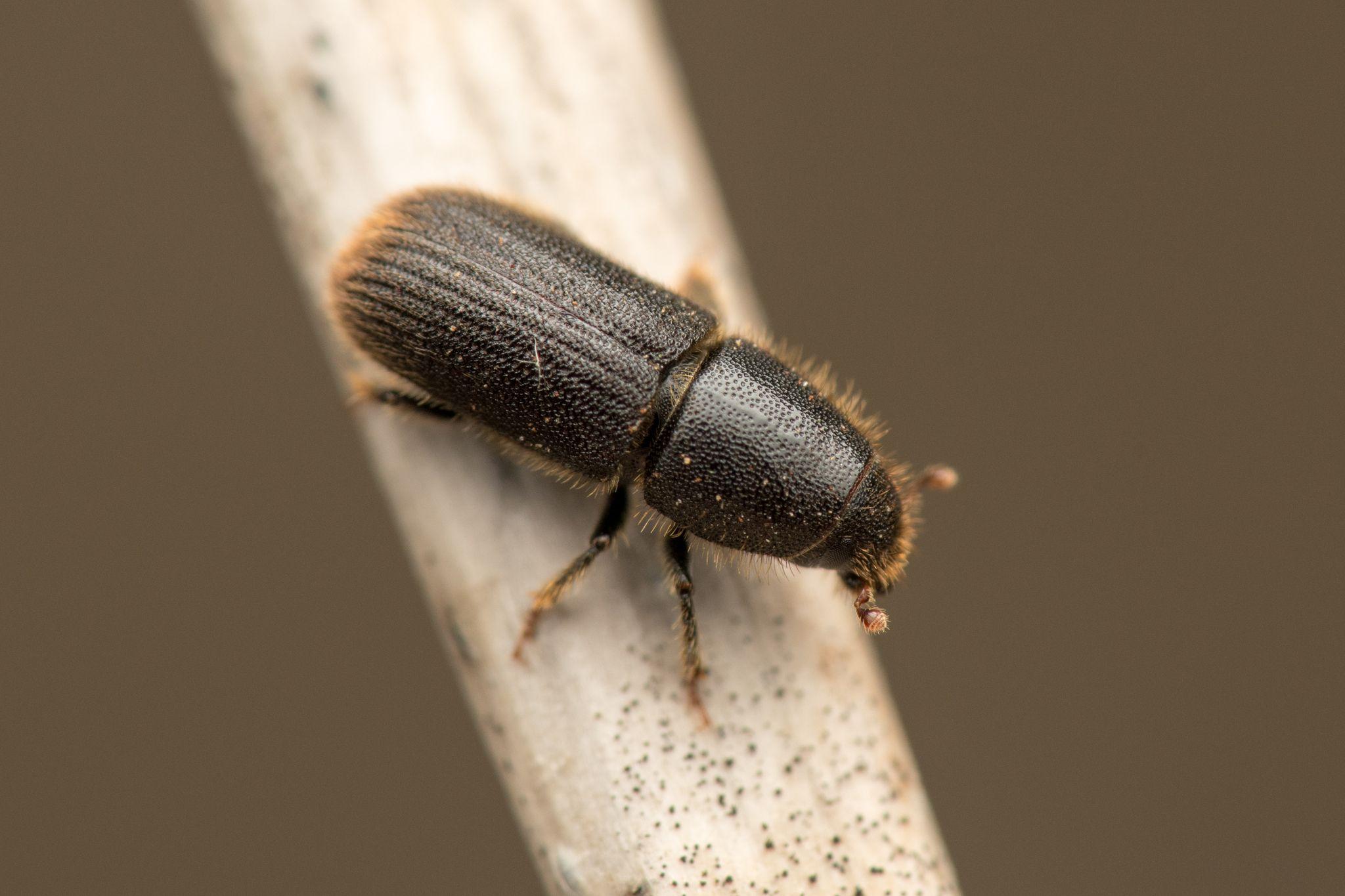 Hylurgus ligniperda