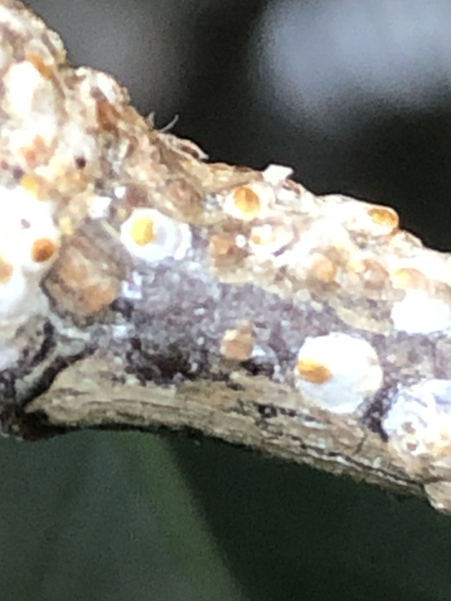 Pseudaulacaspis prunicola