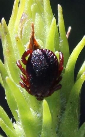 Rhipicephalus evertsi