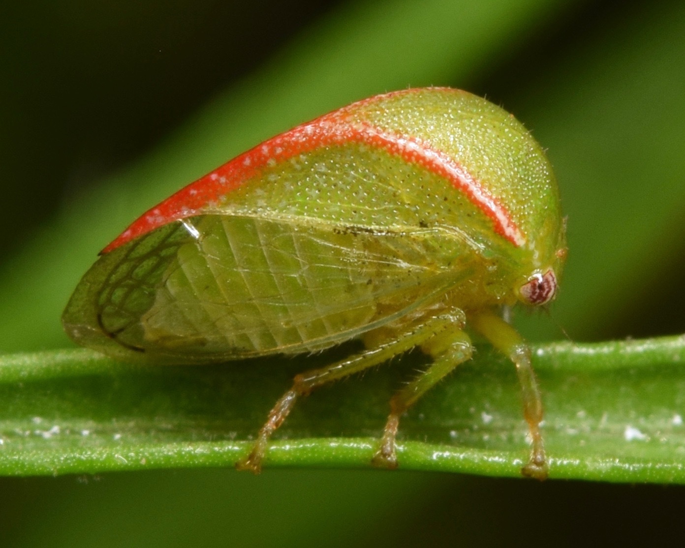 Ceresa