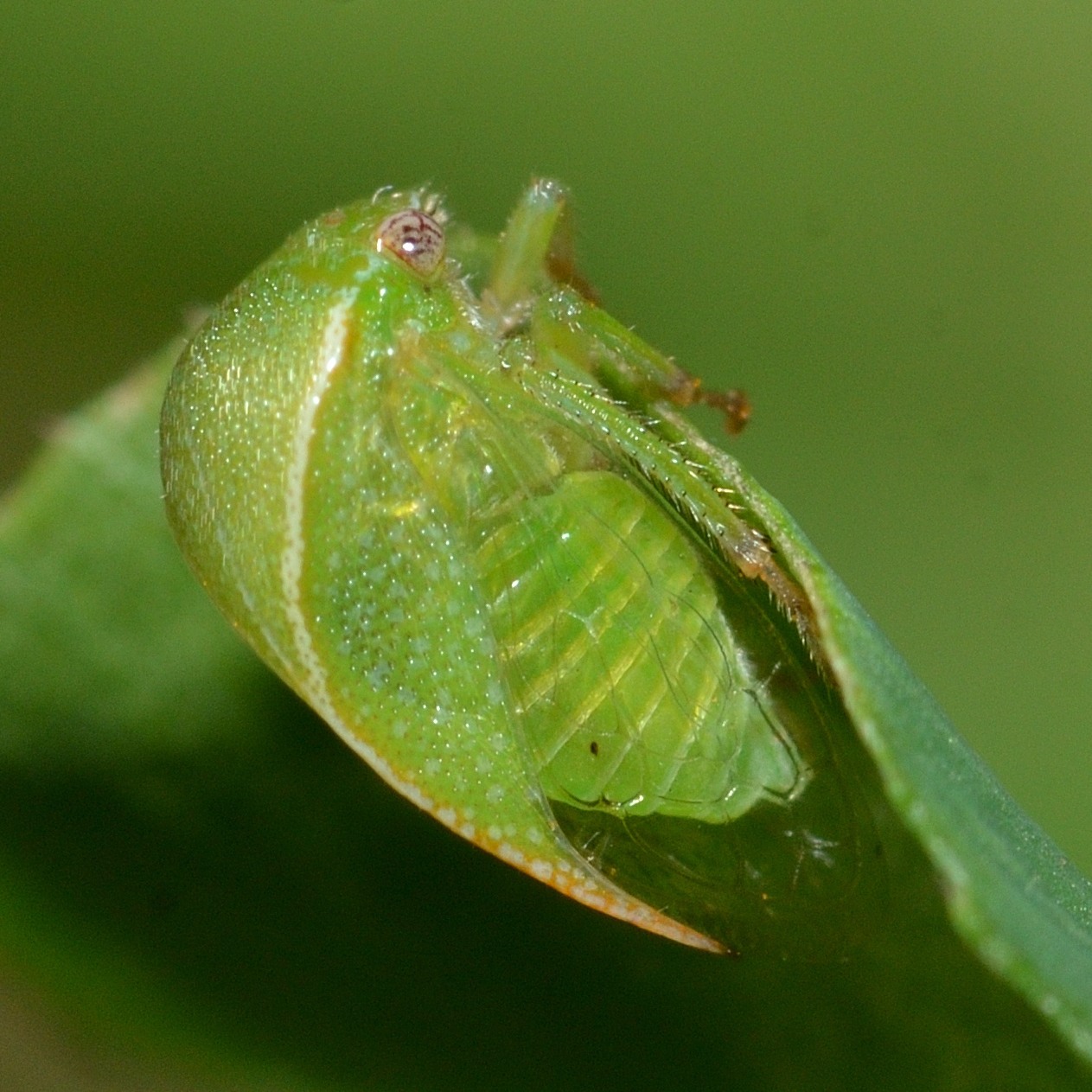 Ceresa