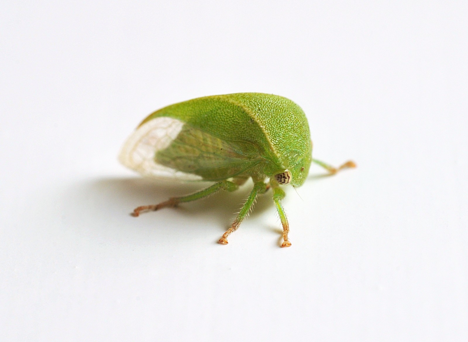 Ceresa