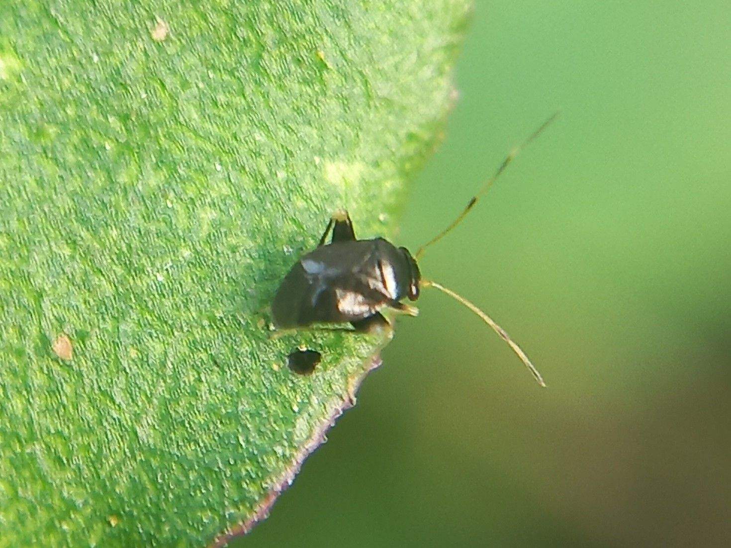 Halticus minutus