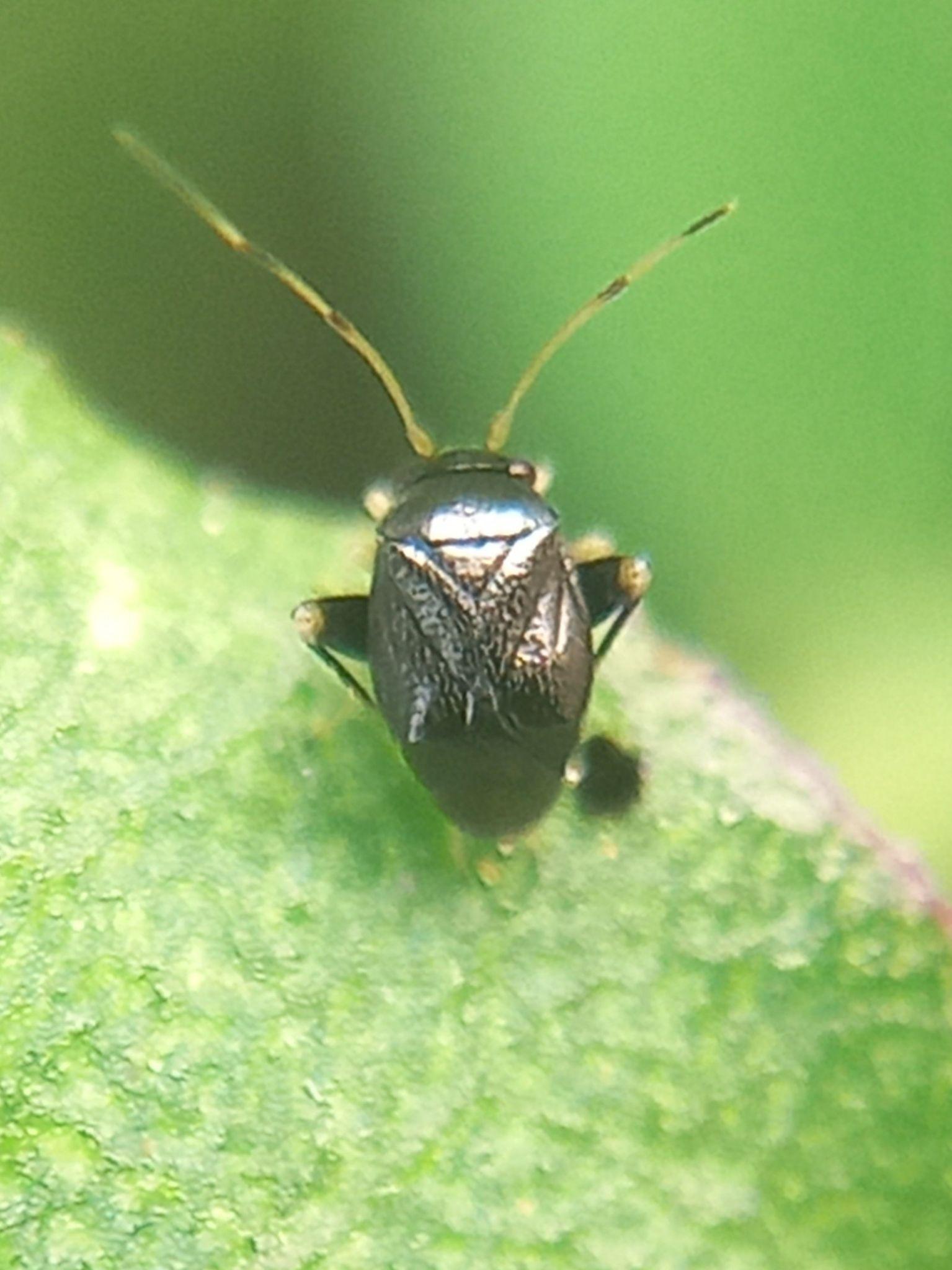 Halticus minutus