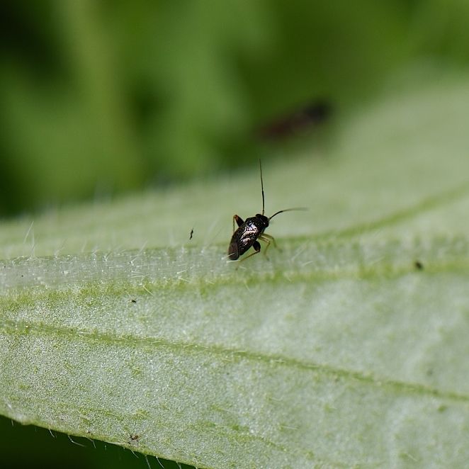 Halticus minutus