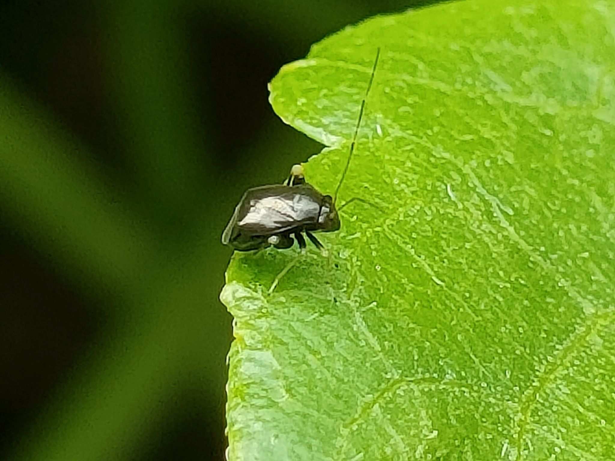 Halticus minutus