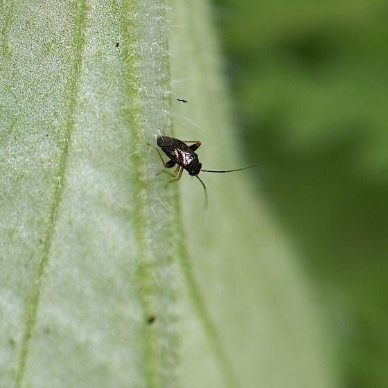 Halticus minutus