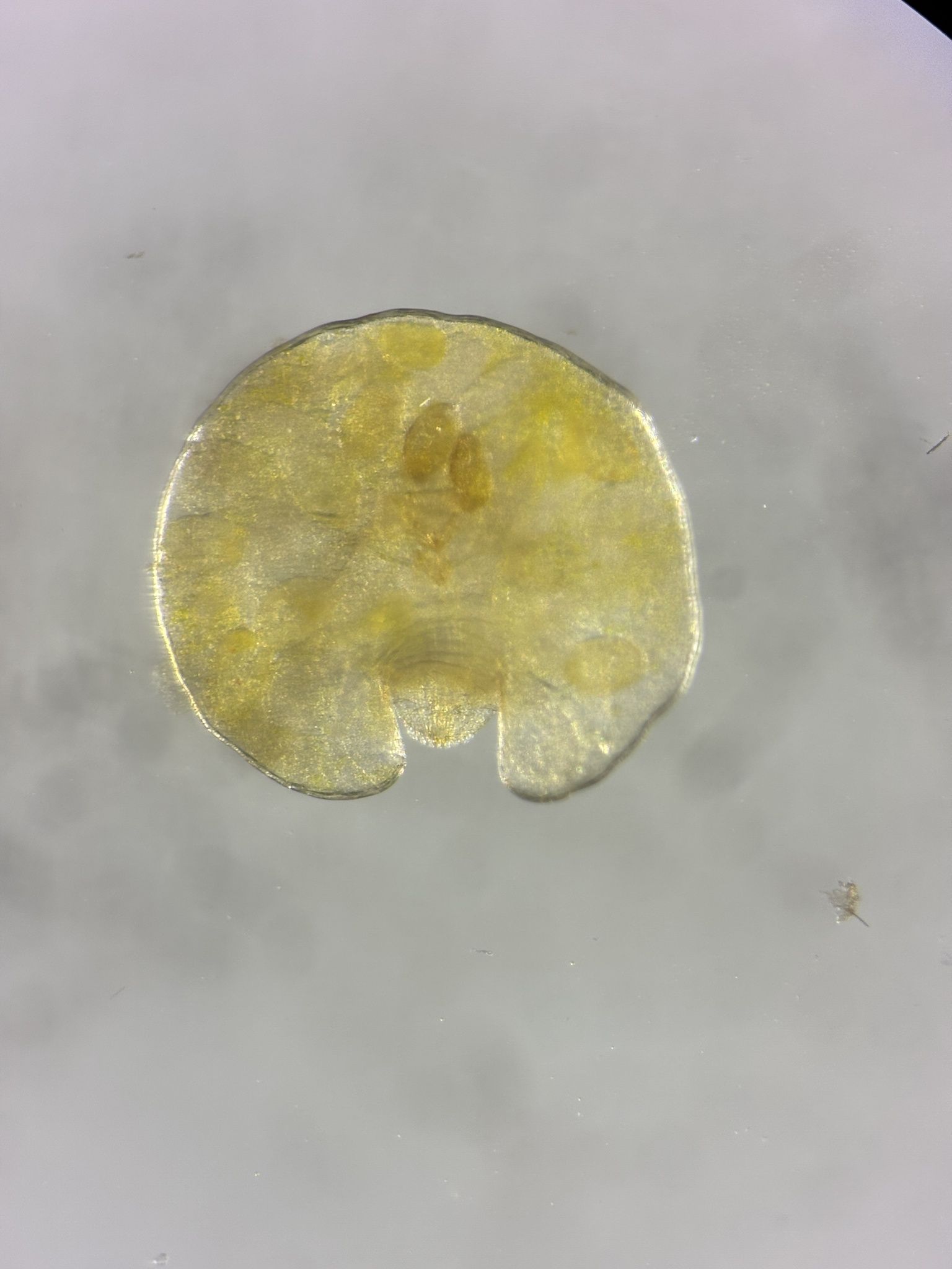 Aonidiella citrina