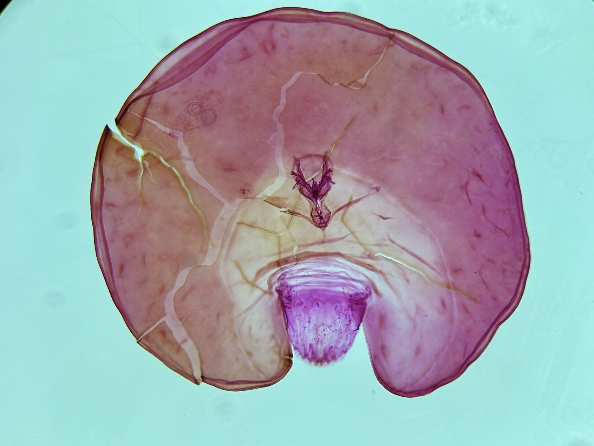 Aonidiella citrina