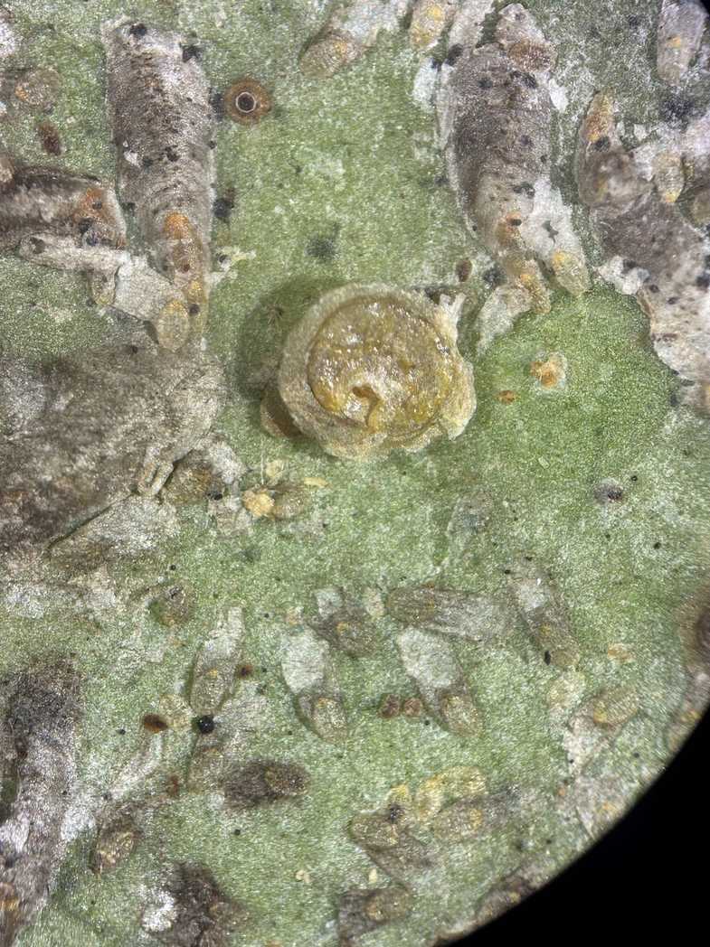 Aonidiella citrina