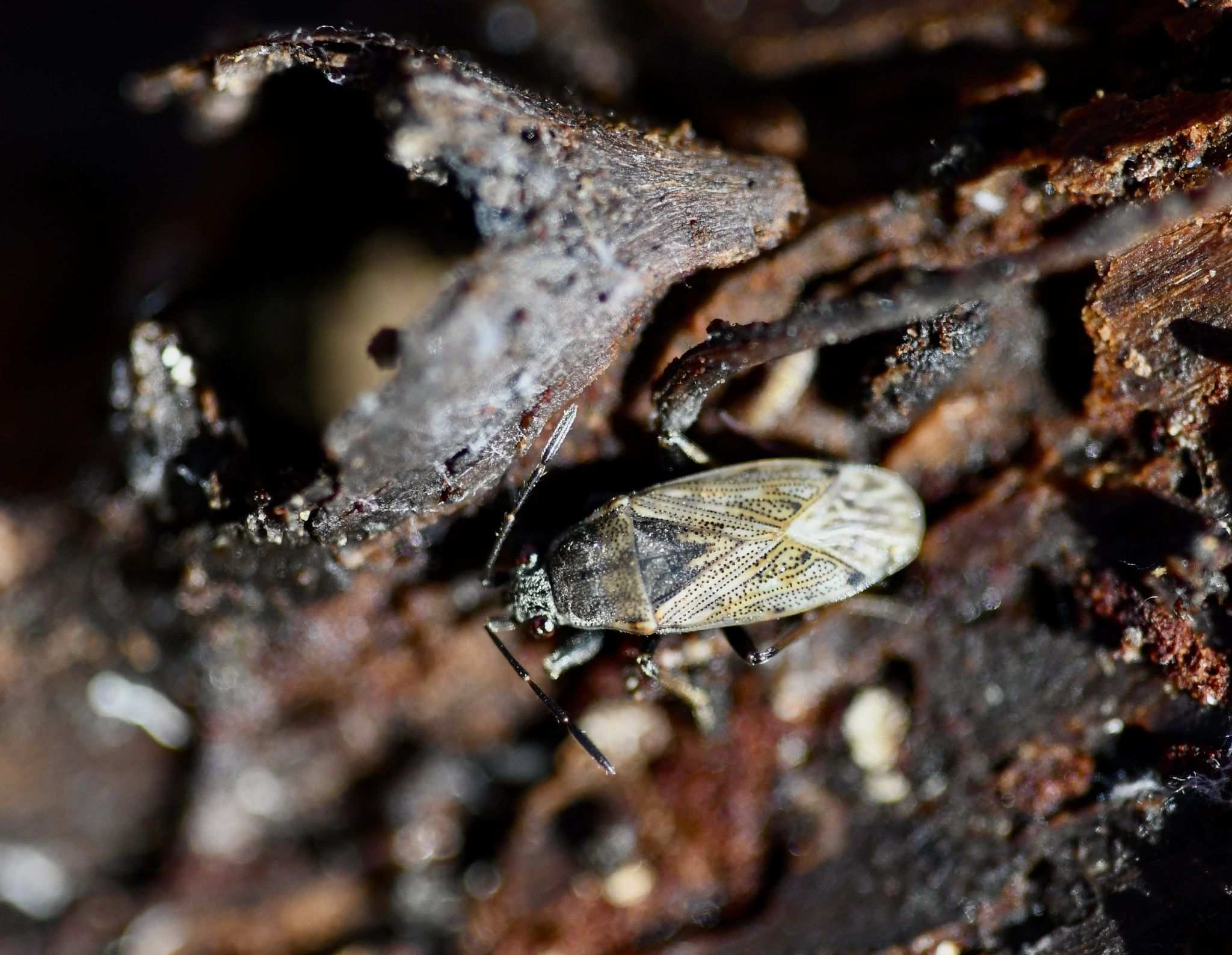 Peritrechus gracilicornis