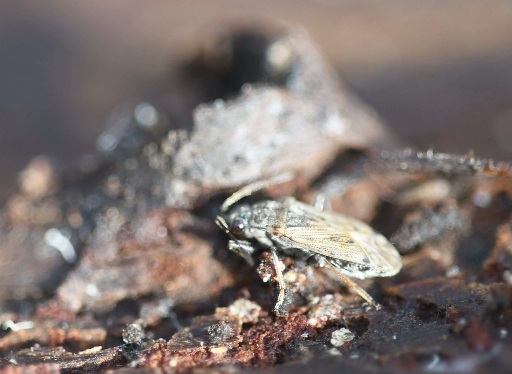 Peritrechus gracilicornis