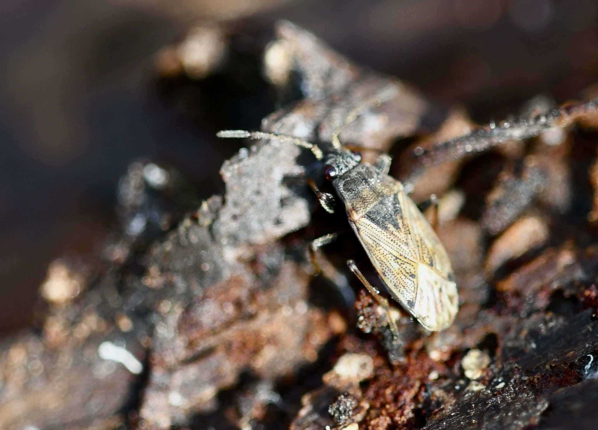 Peritrechus gracilicornis
