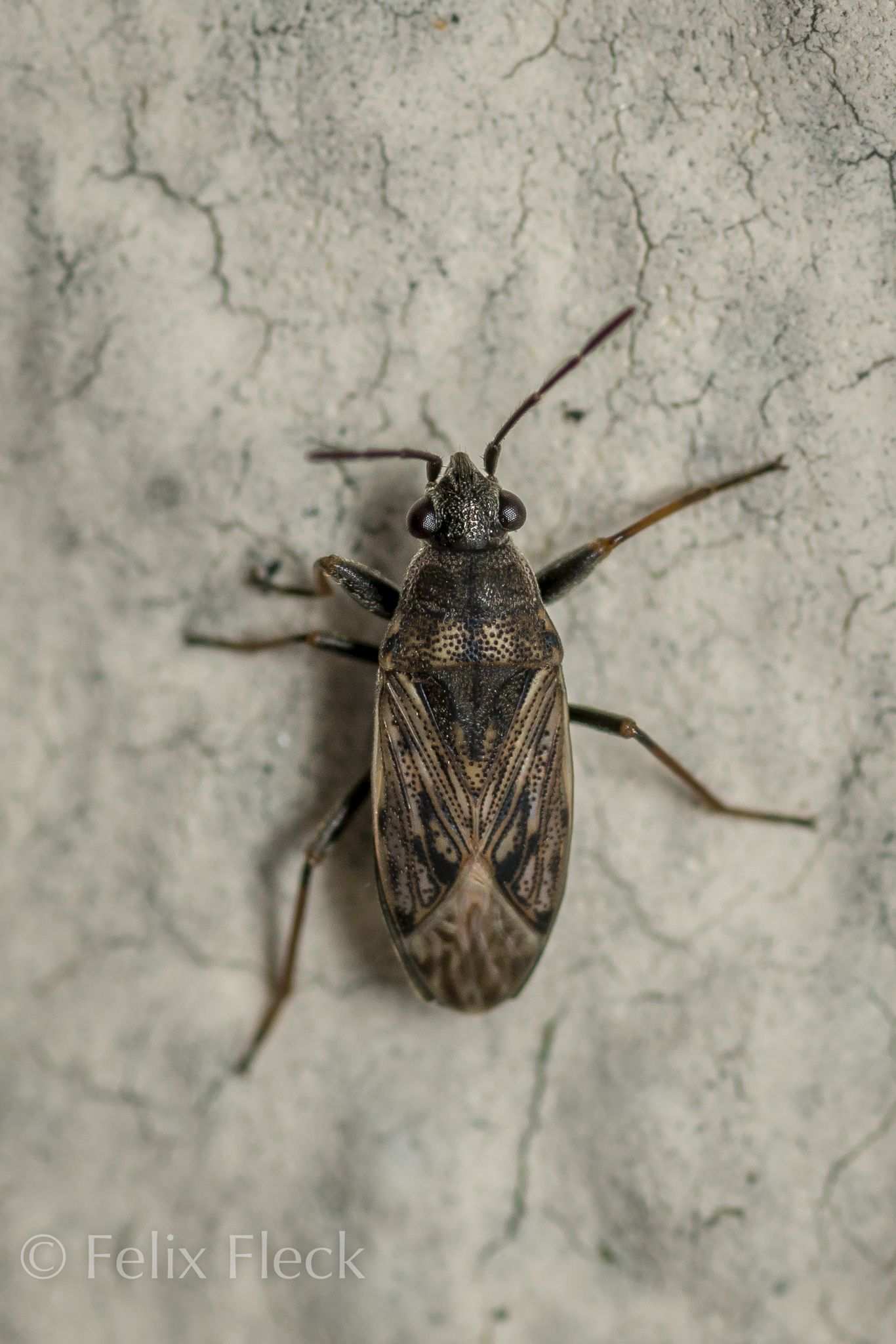 Peritrechus gracilicornis