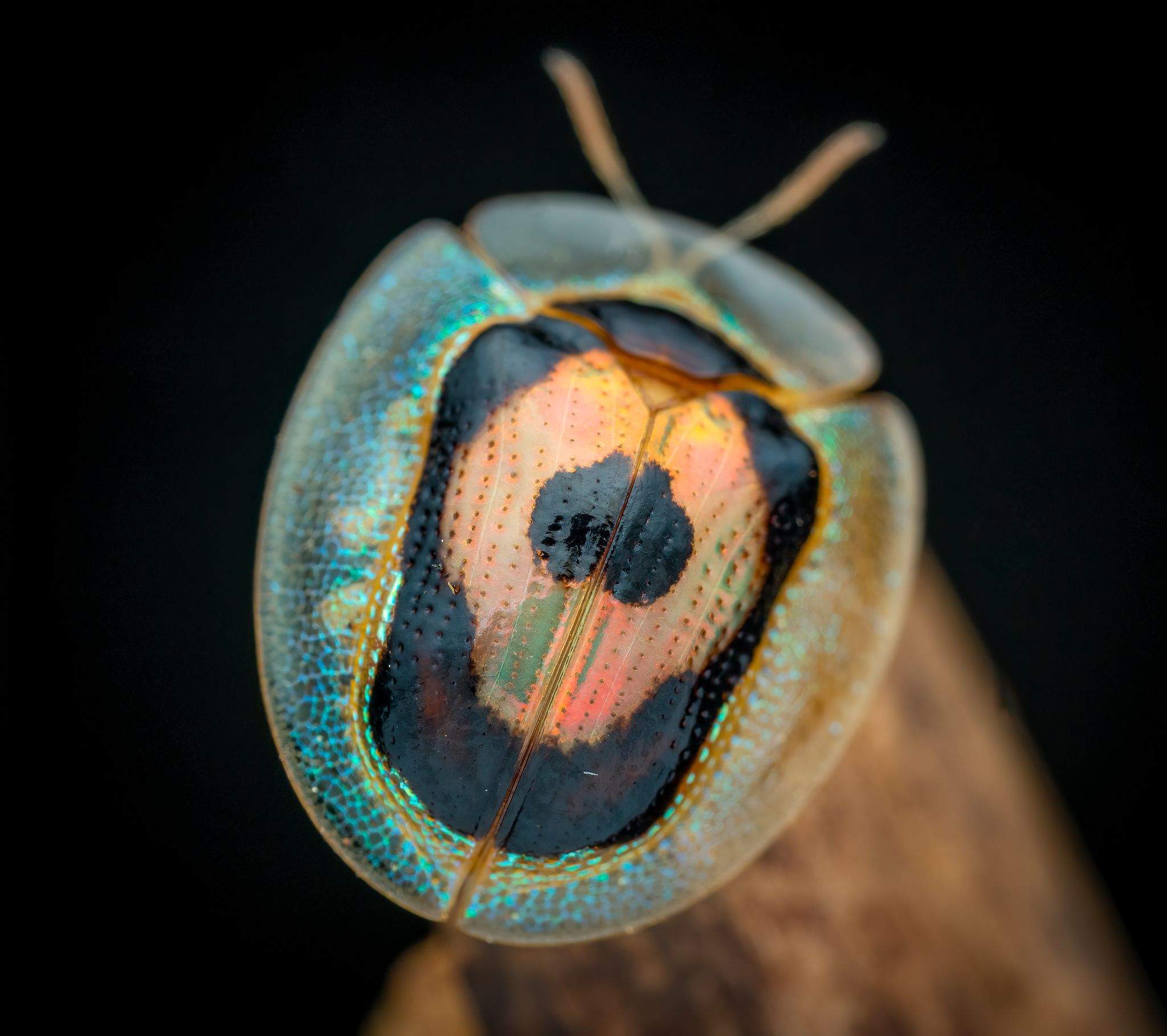 Tapinaspis